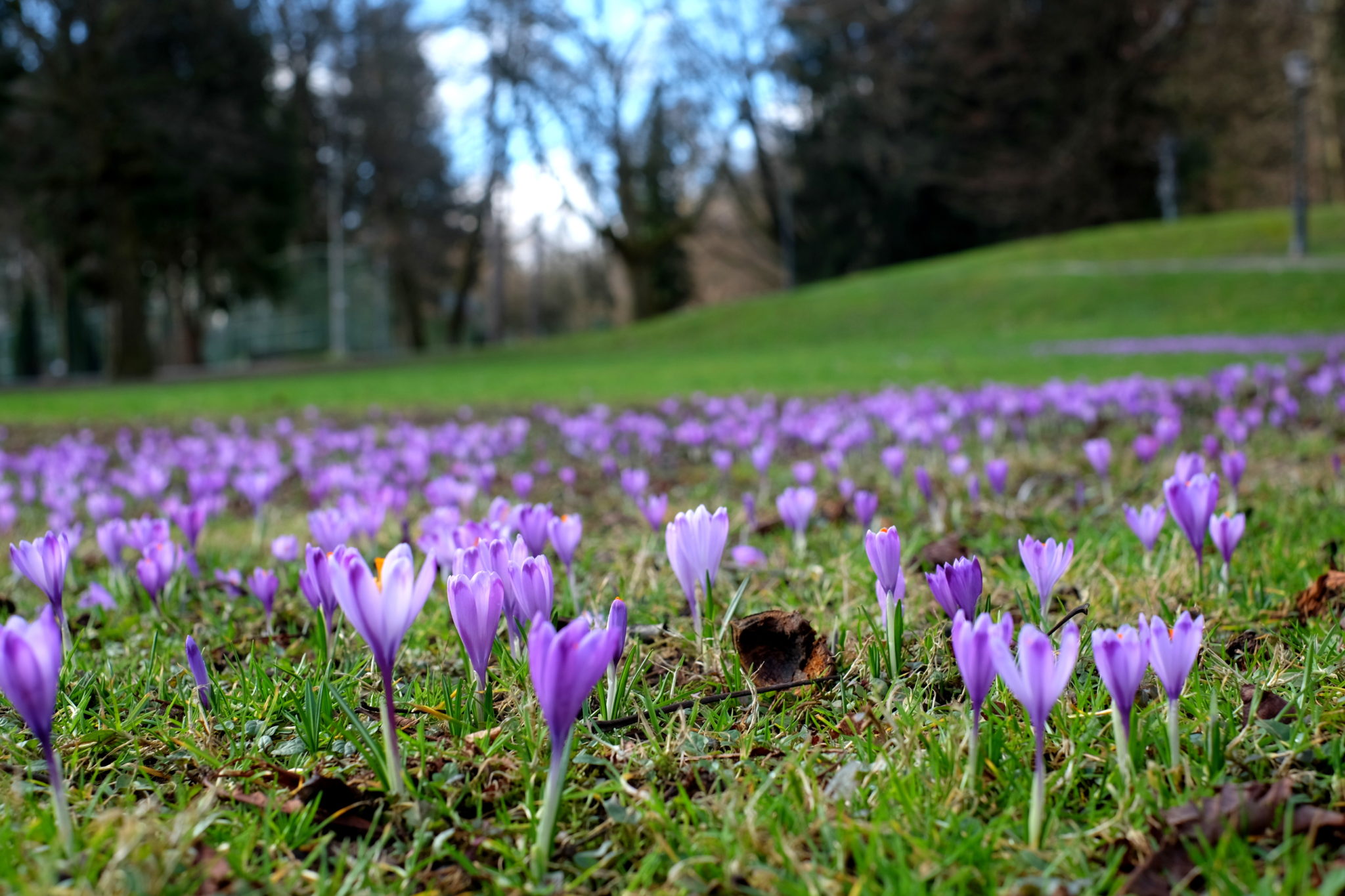 Patches of flowers, green grass, tall trees and the sweet chirping of birds make a unique atmosphere in Tivoli Park. Photo by: Exploring Slovenia.