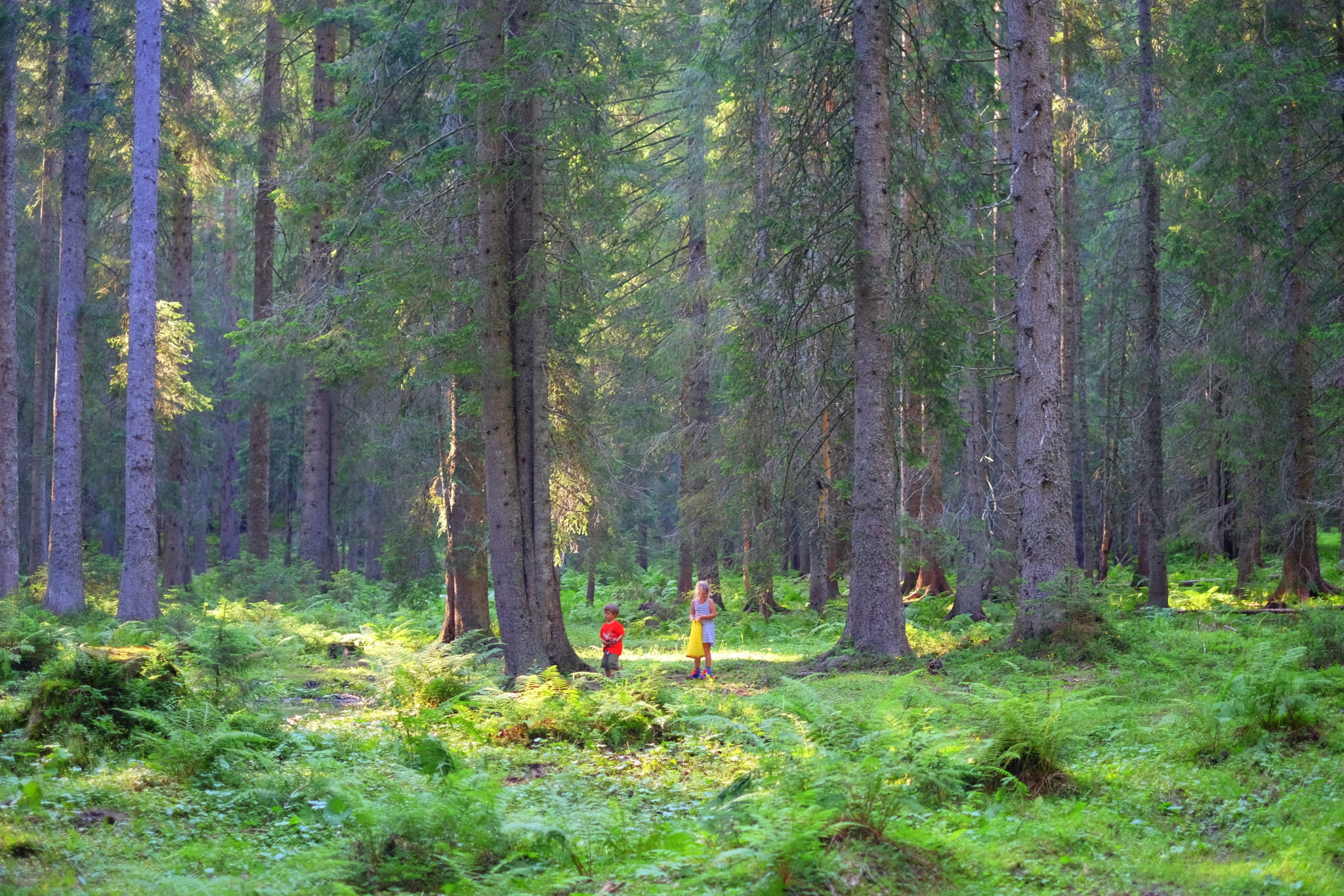 Absorbed in picking mushrooms at the start of the trail to the Blejska Hut above Pokljuka. Photo by: Exploring Slovenia.