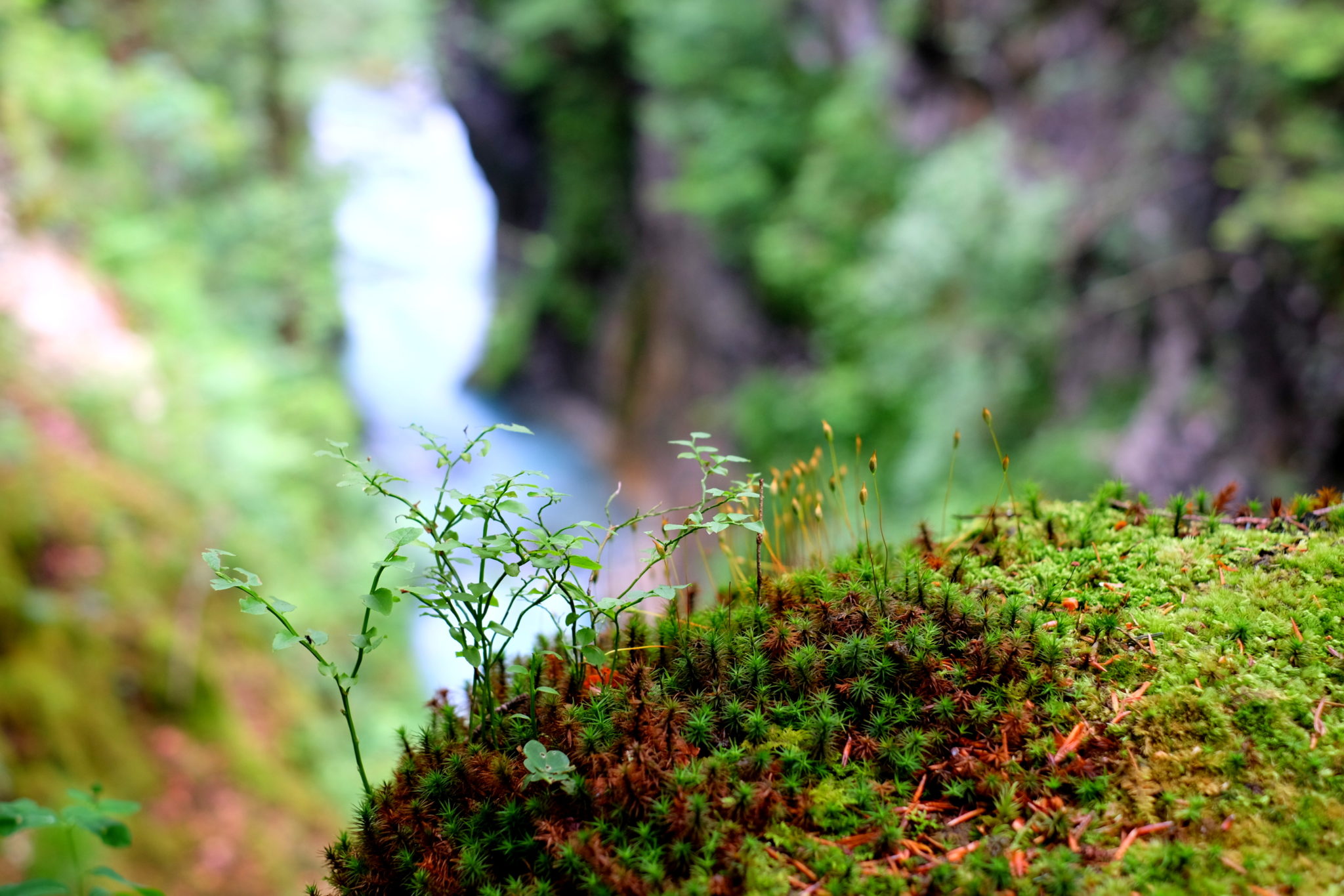 The Predaselj gorge / soteska Predaselj.