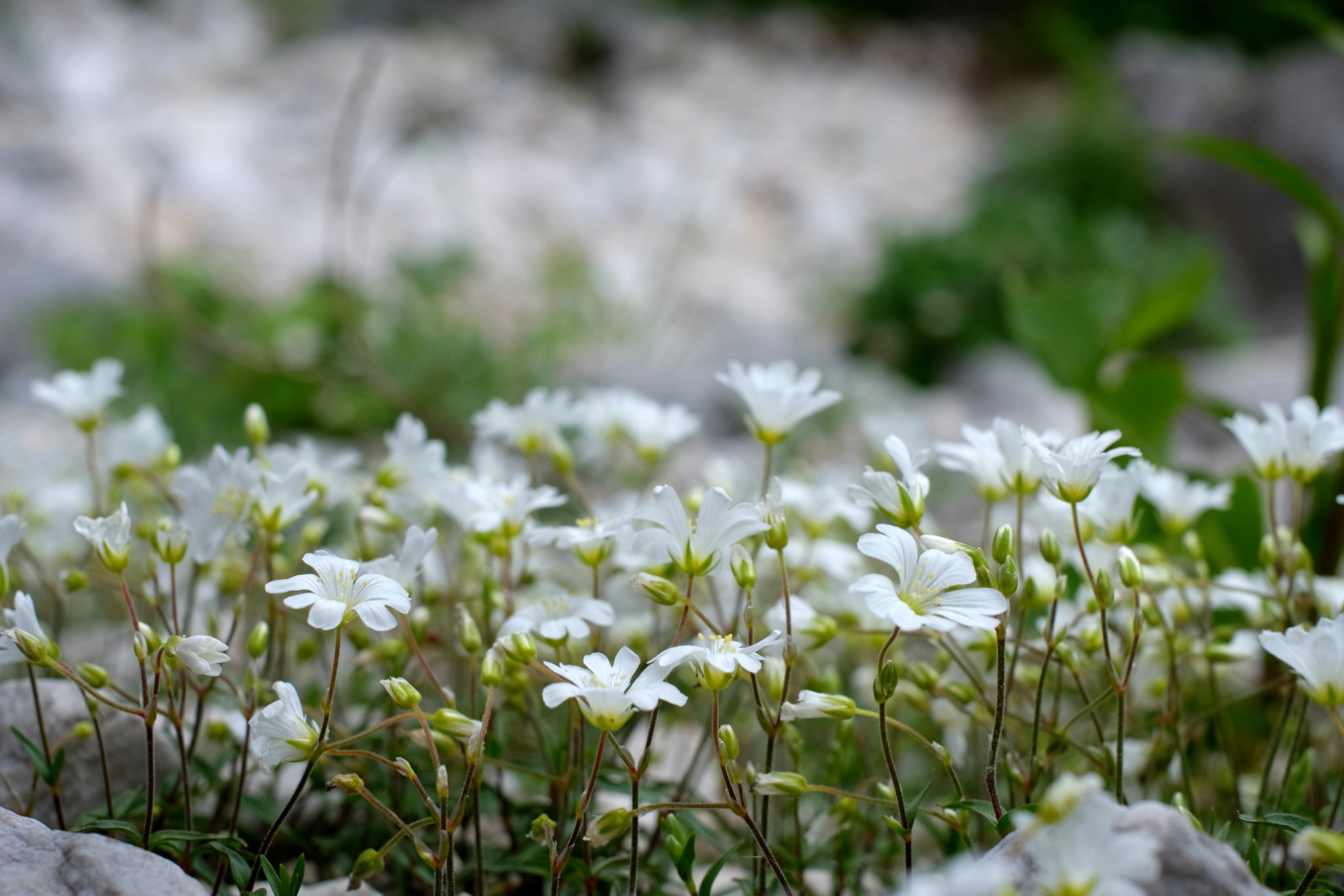 Pretty white flowers growing scarcely in the dry mountaing torrent Krvavec.