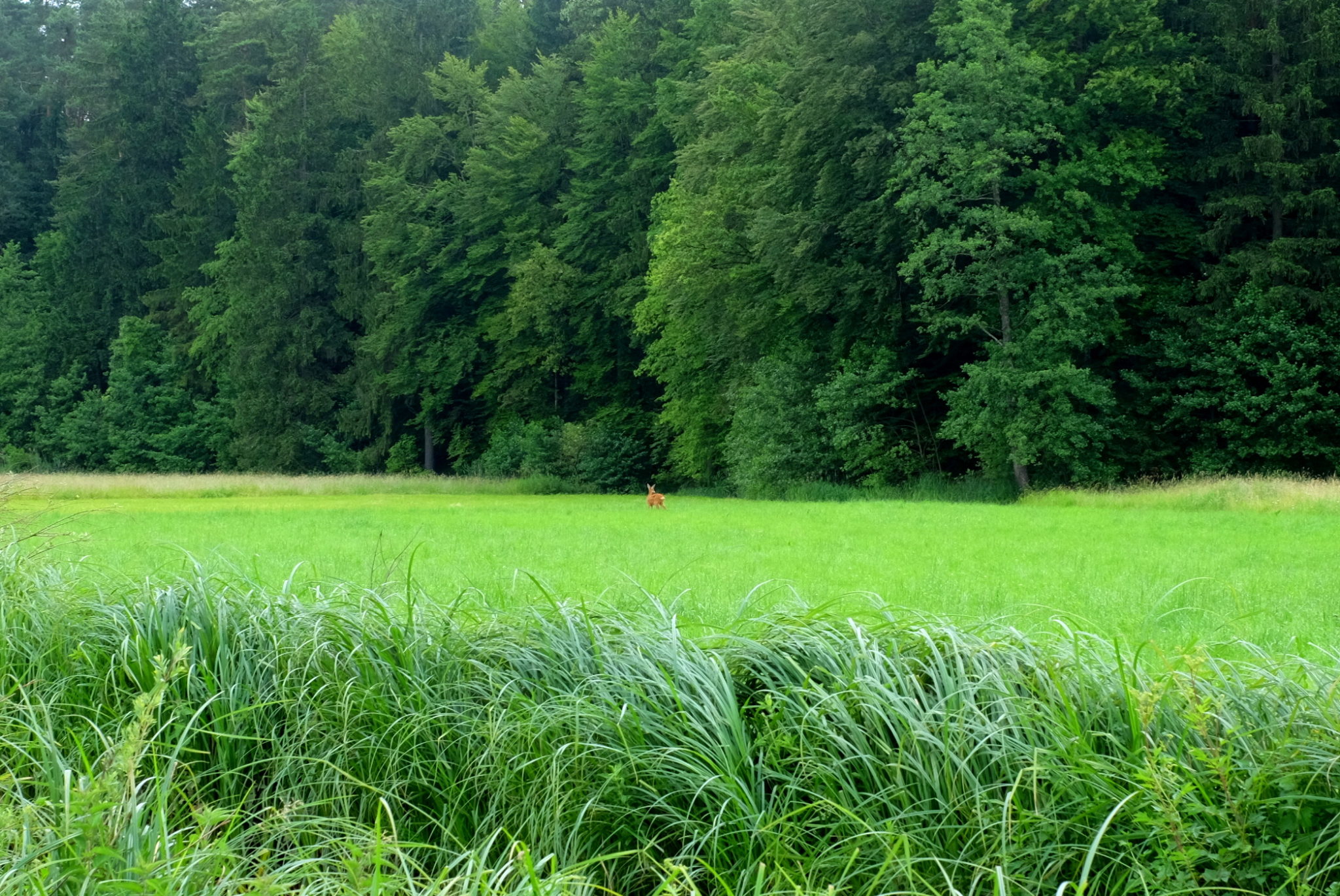 The first deer lurking from high grass.