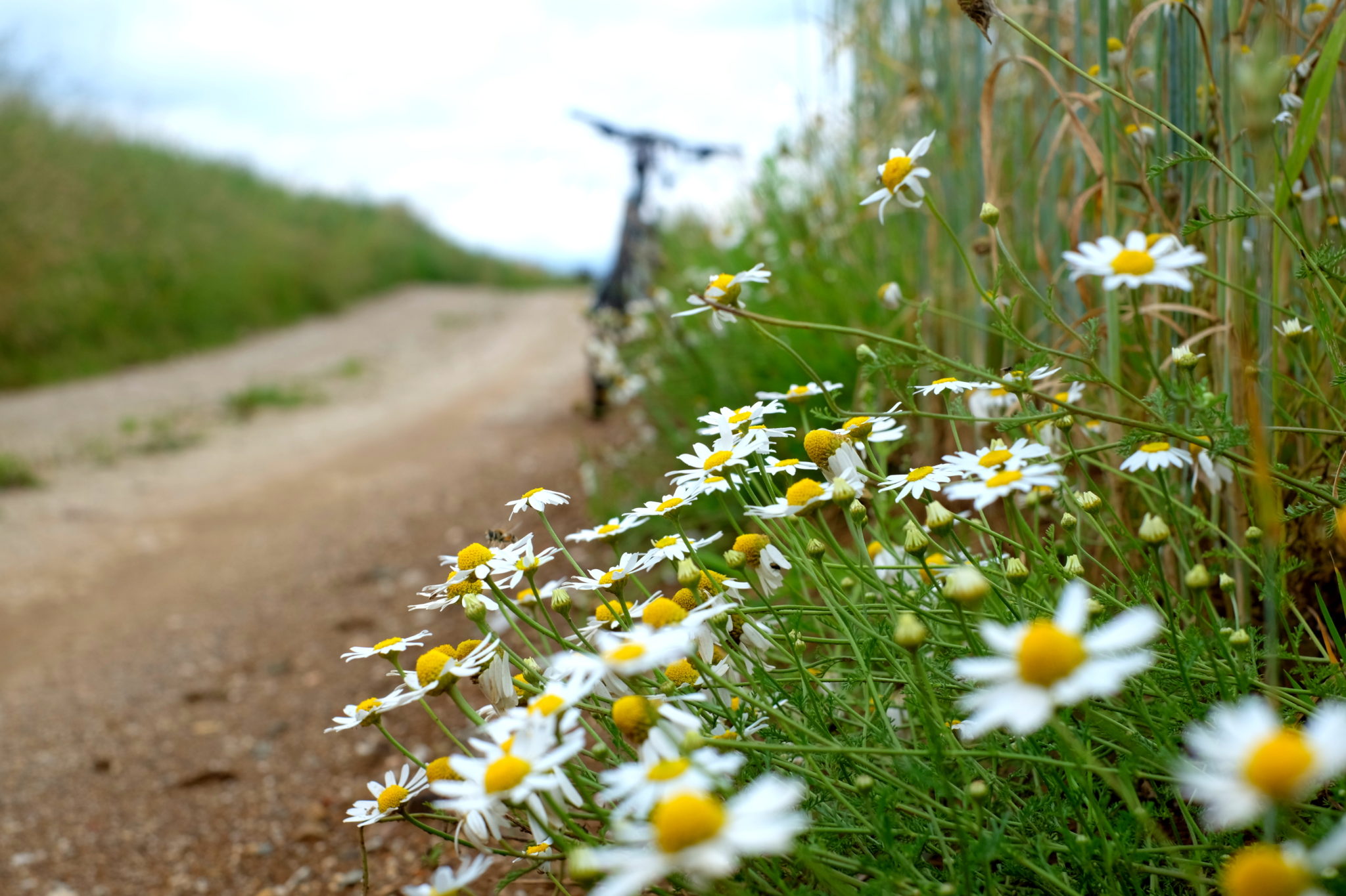 Flowers of all colors grew abundantly on every step of the way.