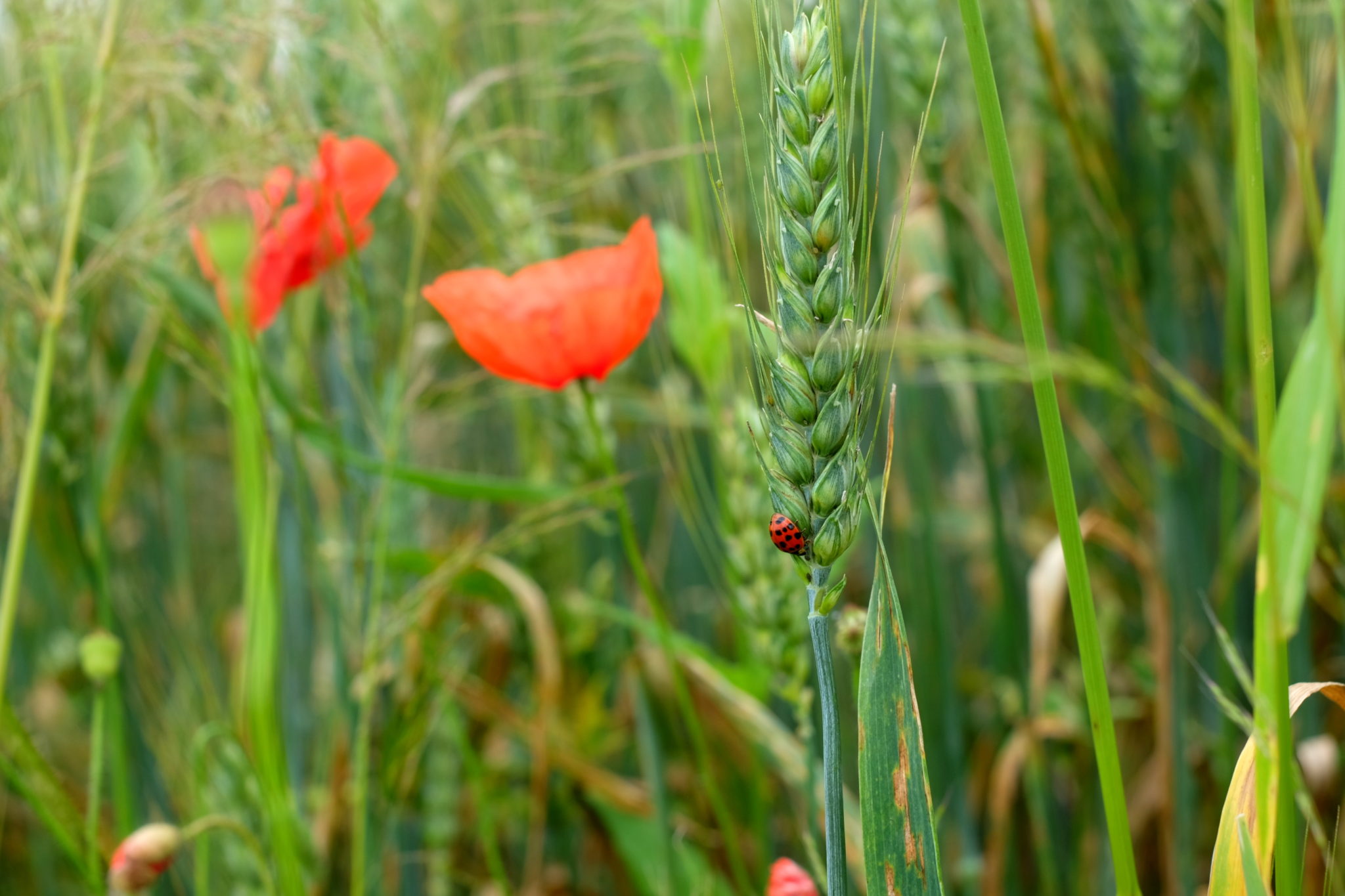 A ladybug hidden among red flowers.