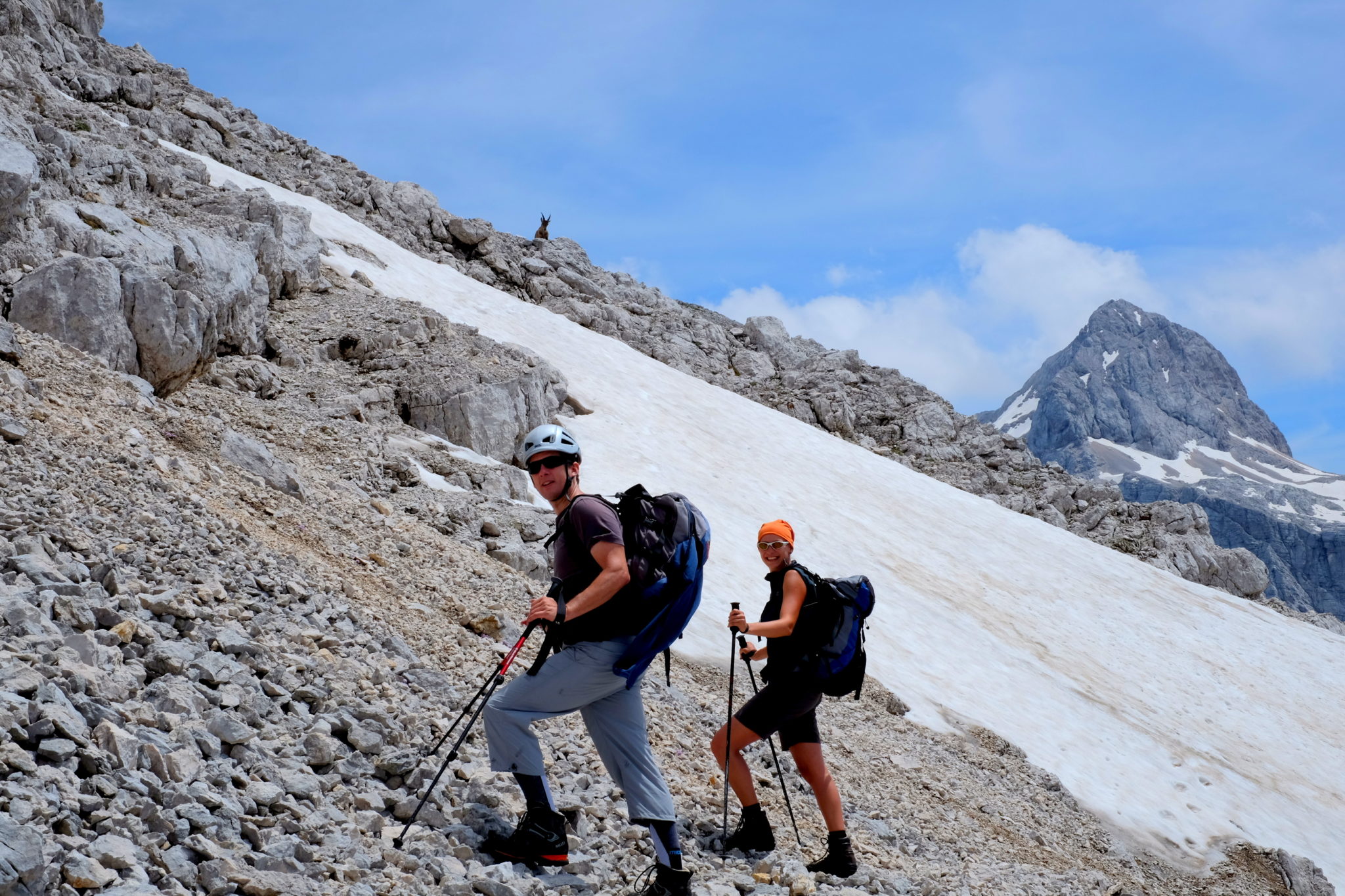 Chamois in the Julian Alps.