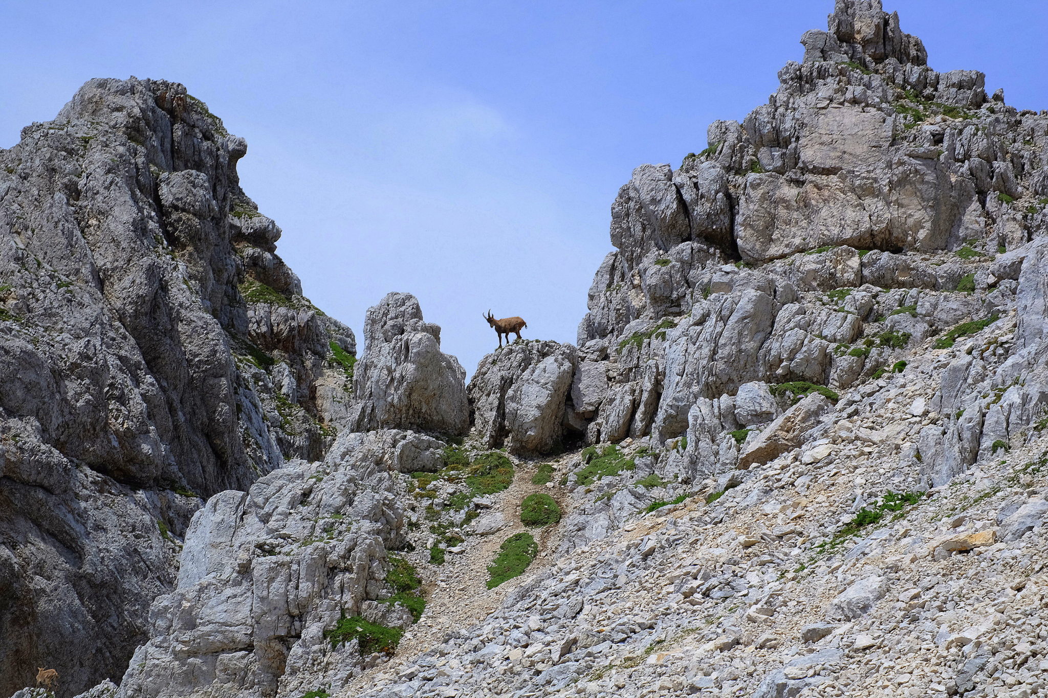 Chamois in the Julian Alps.