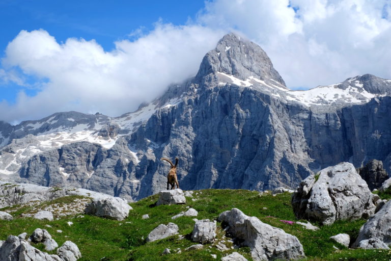 On our way back down from Stenar, we bumped into this carefree Alpine ibex.