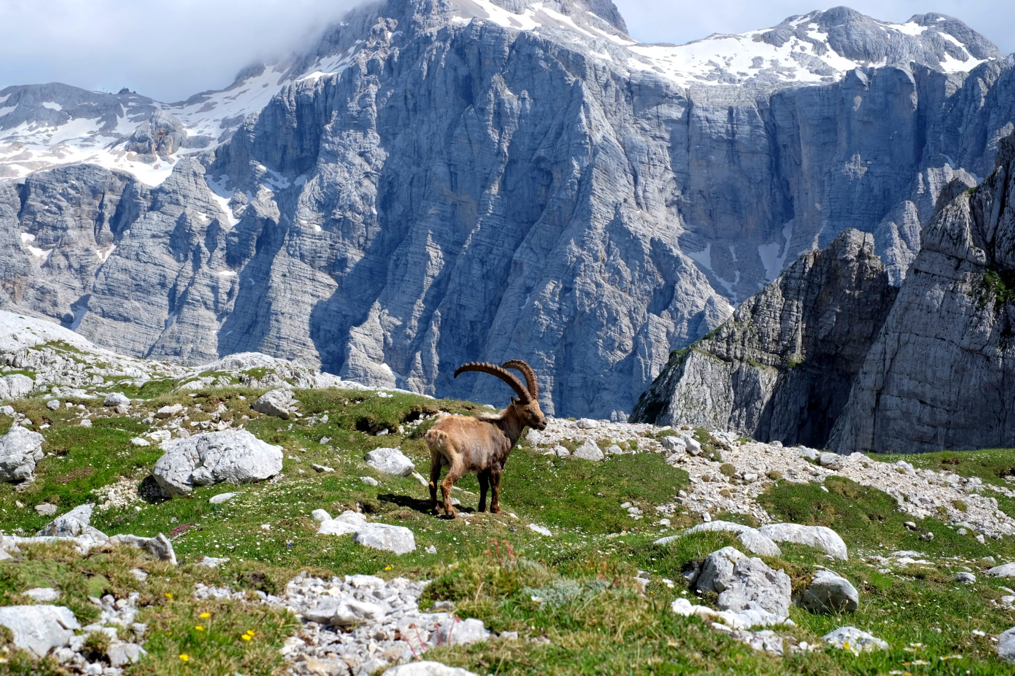 An Alpine ibex proudly standing before Triglav.