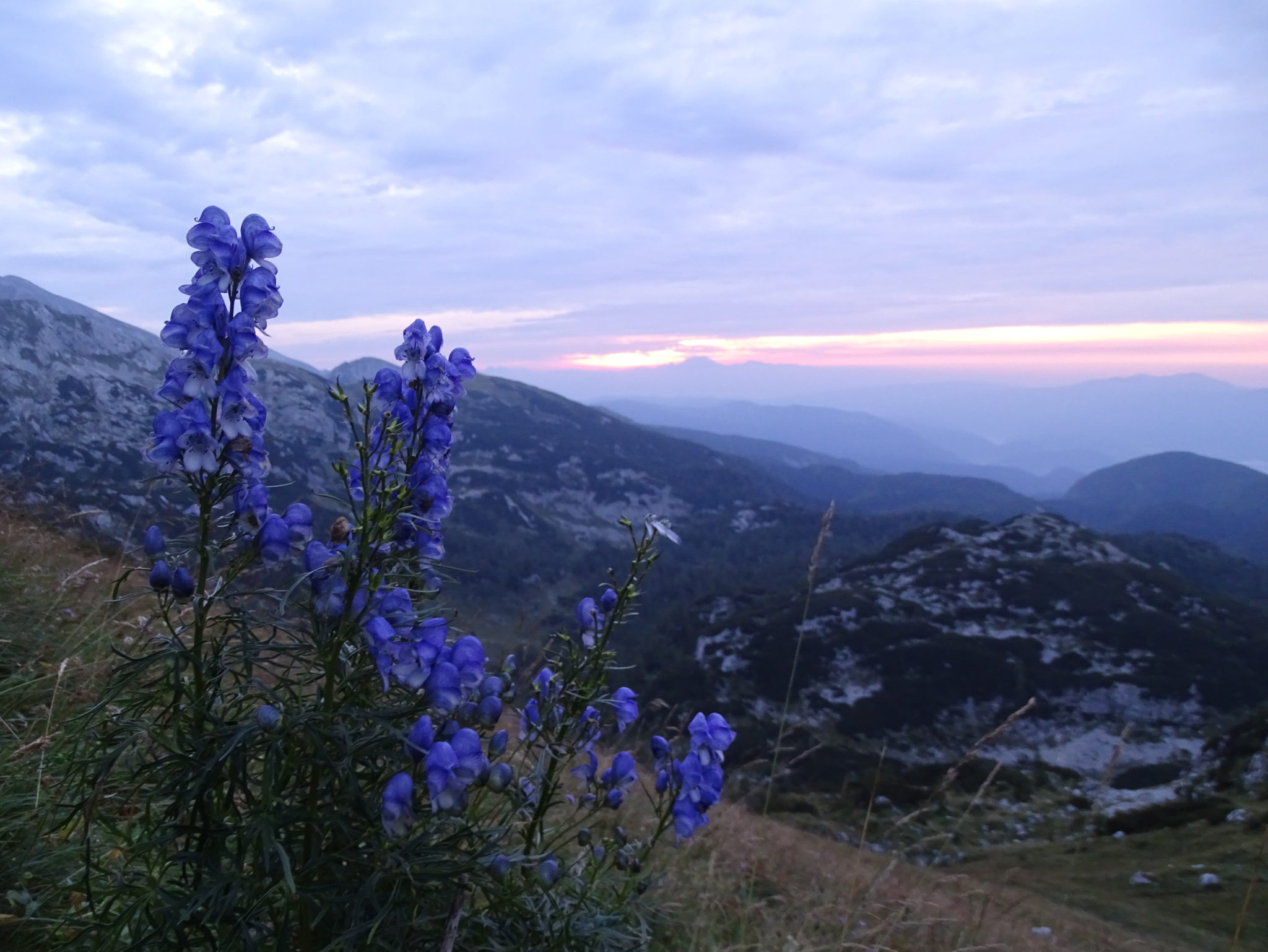 Beautiful blue flowers on the way to Mala Tičarica