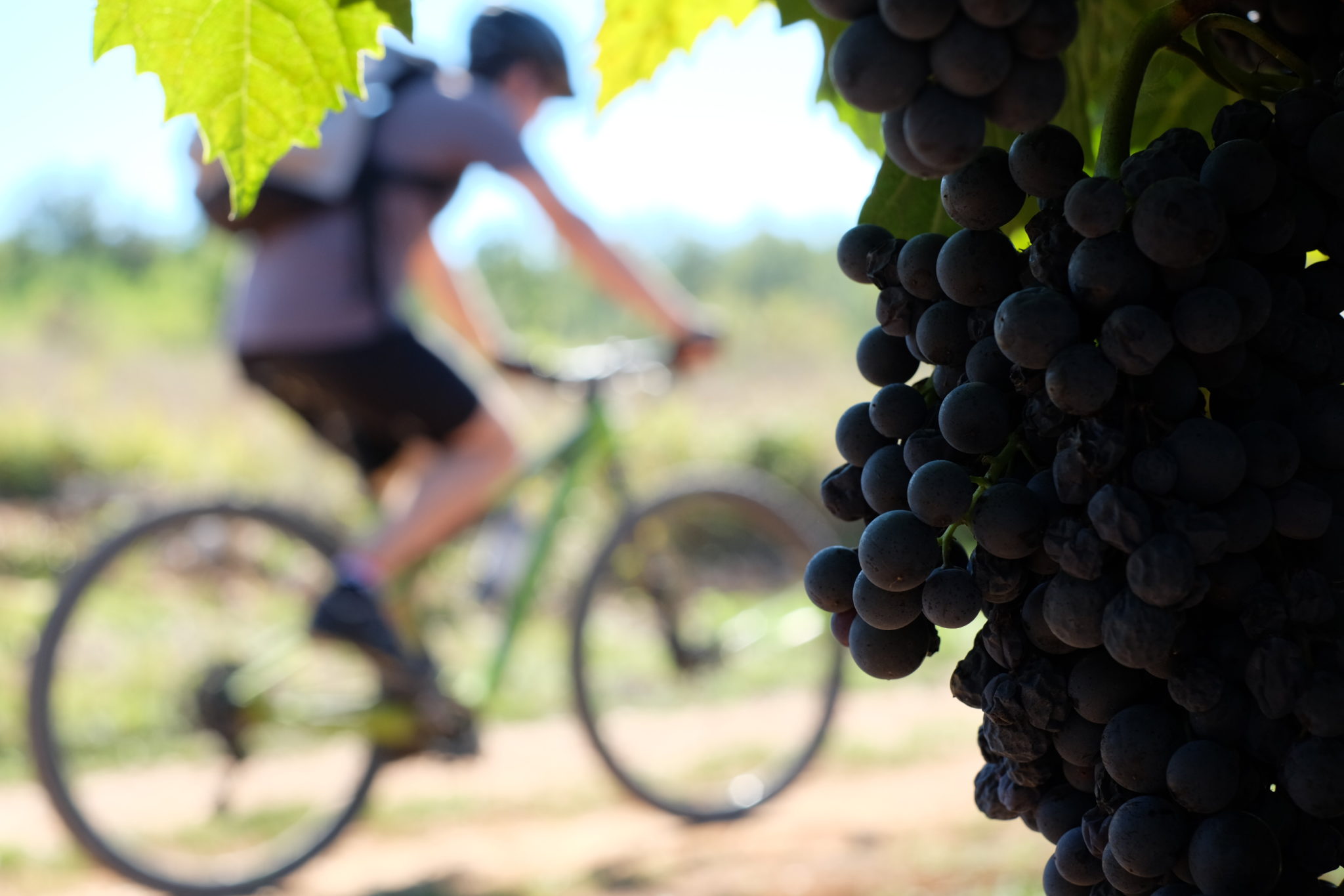 Cycling Parenzana; Buje - Grožnjan - Motovun - Vižinada -Poreč