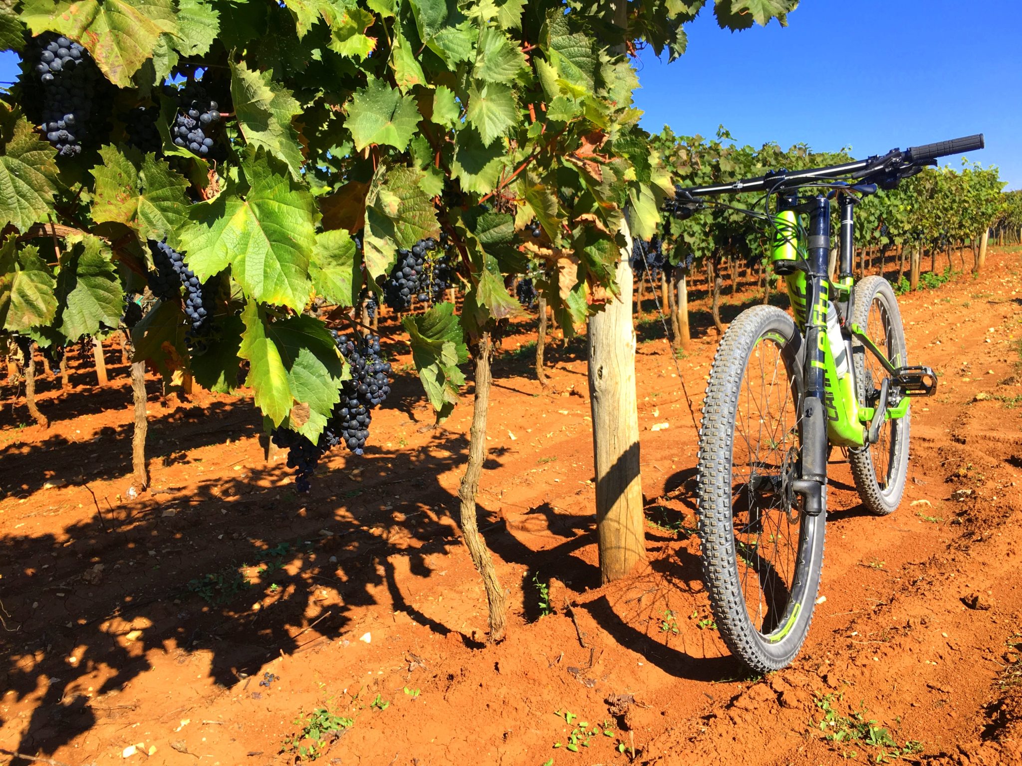 Cycling Parenzana; Buje - Grožnjan - Motovun - Vižinada -Poreč