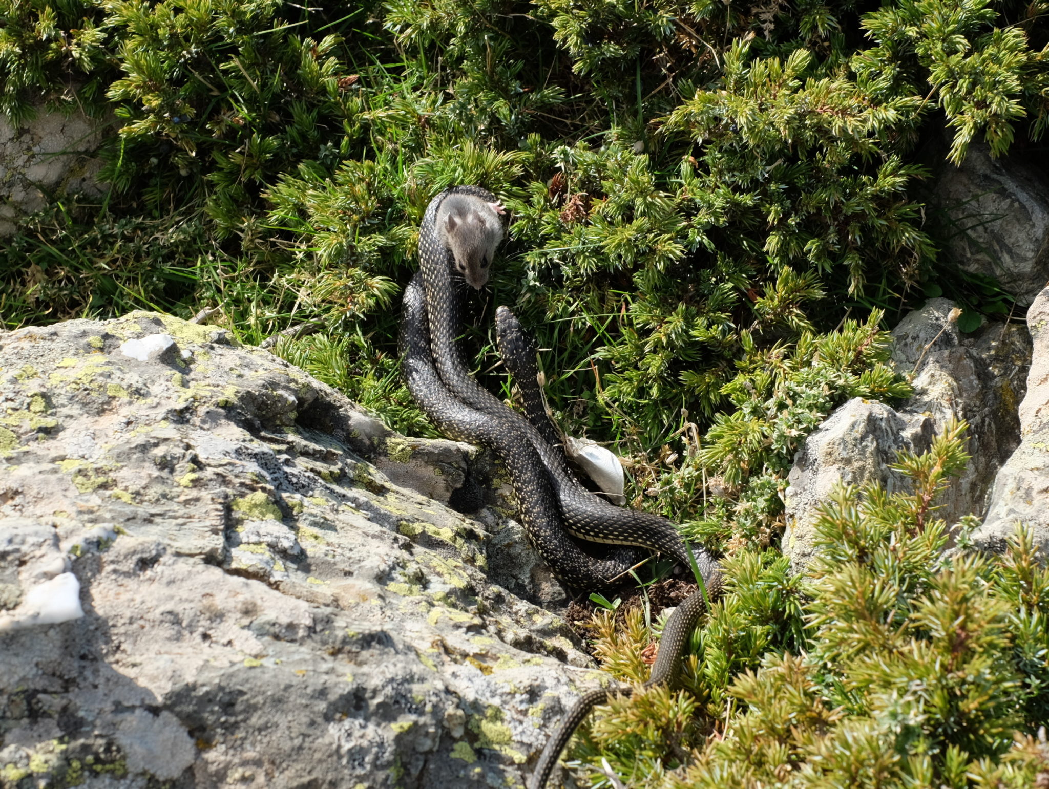 A green whip snake curled around a helpless mouse giving it a final look. At the top of Punta La Marmora, the highest summit of Sardinia, Italy.