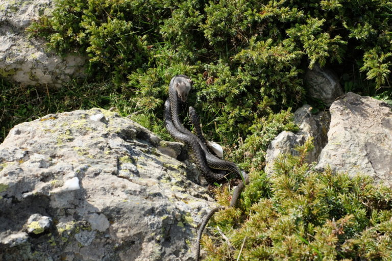 A green whip snake curled around a helpless mouse giving it a final look. At the top of Punta La Marmora, the highest summit of Sardinia, Italy.
