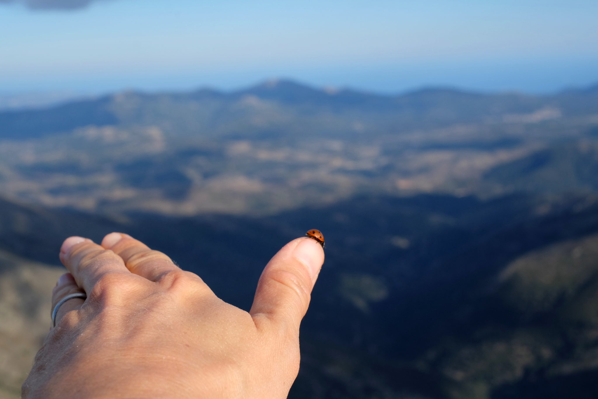 A ladybug at the top of Punta La Marmora, the highest summit of Sardinia, Italy.