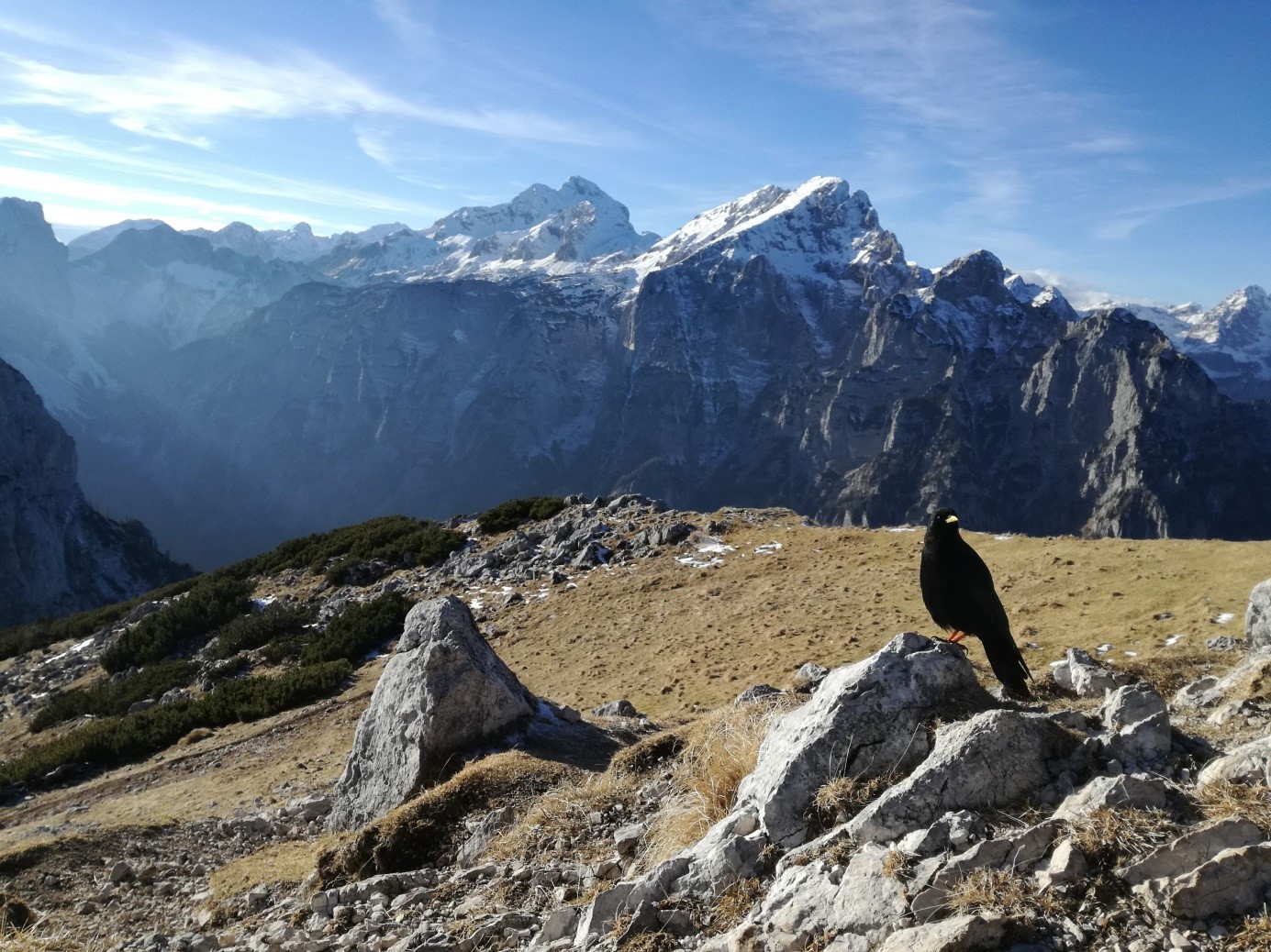 Black bird at the top of Debela peč