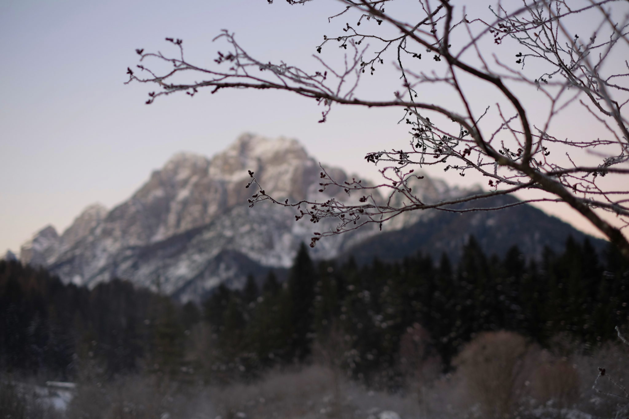 The Zelenci Springs near Kranjska Gora