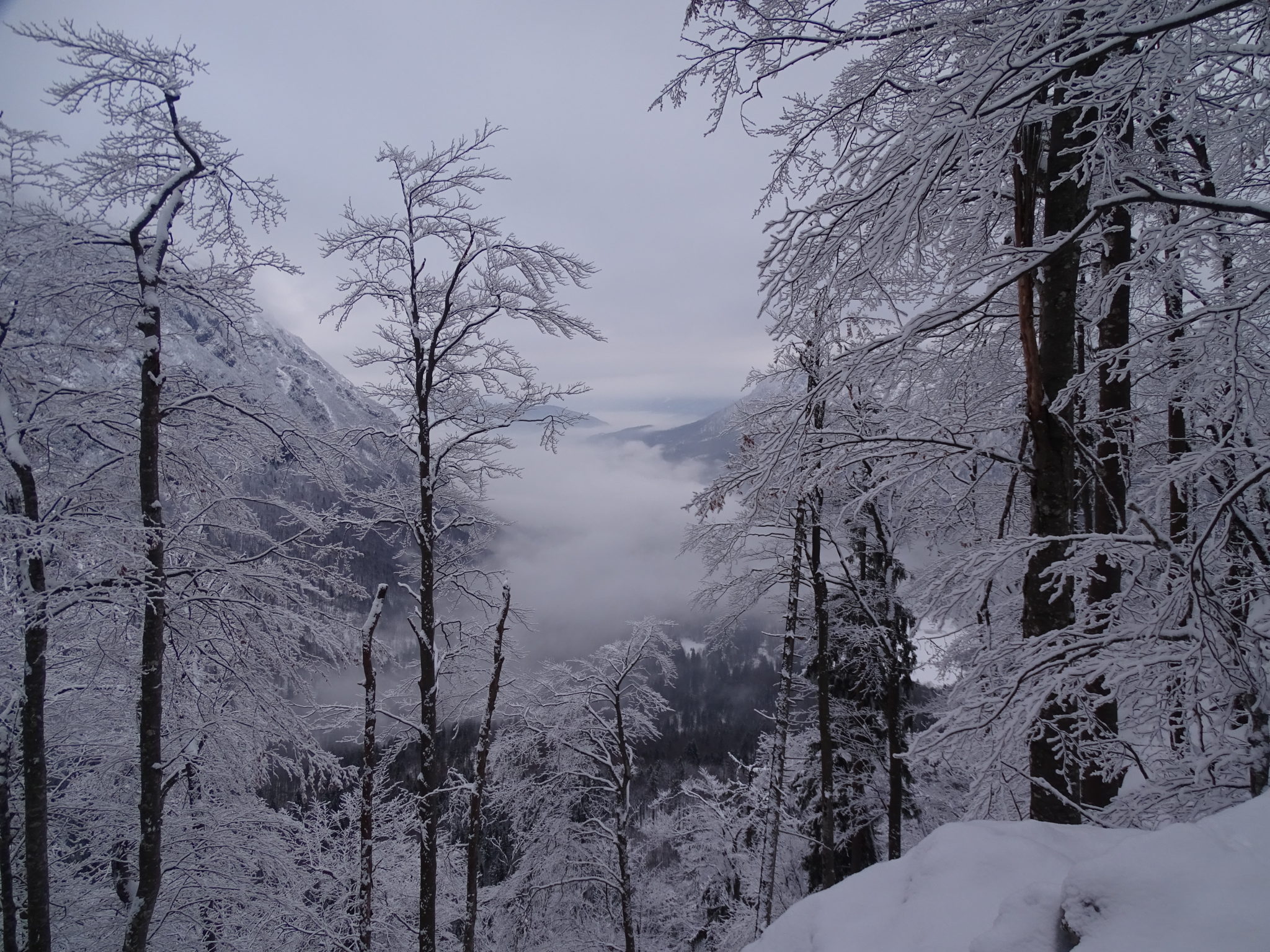 Lake Bohinj hidden under the first layer of fog