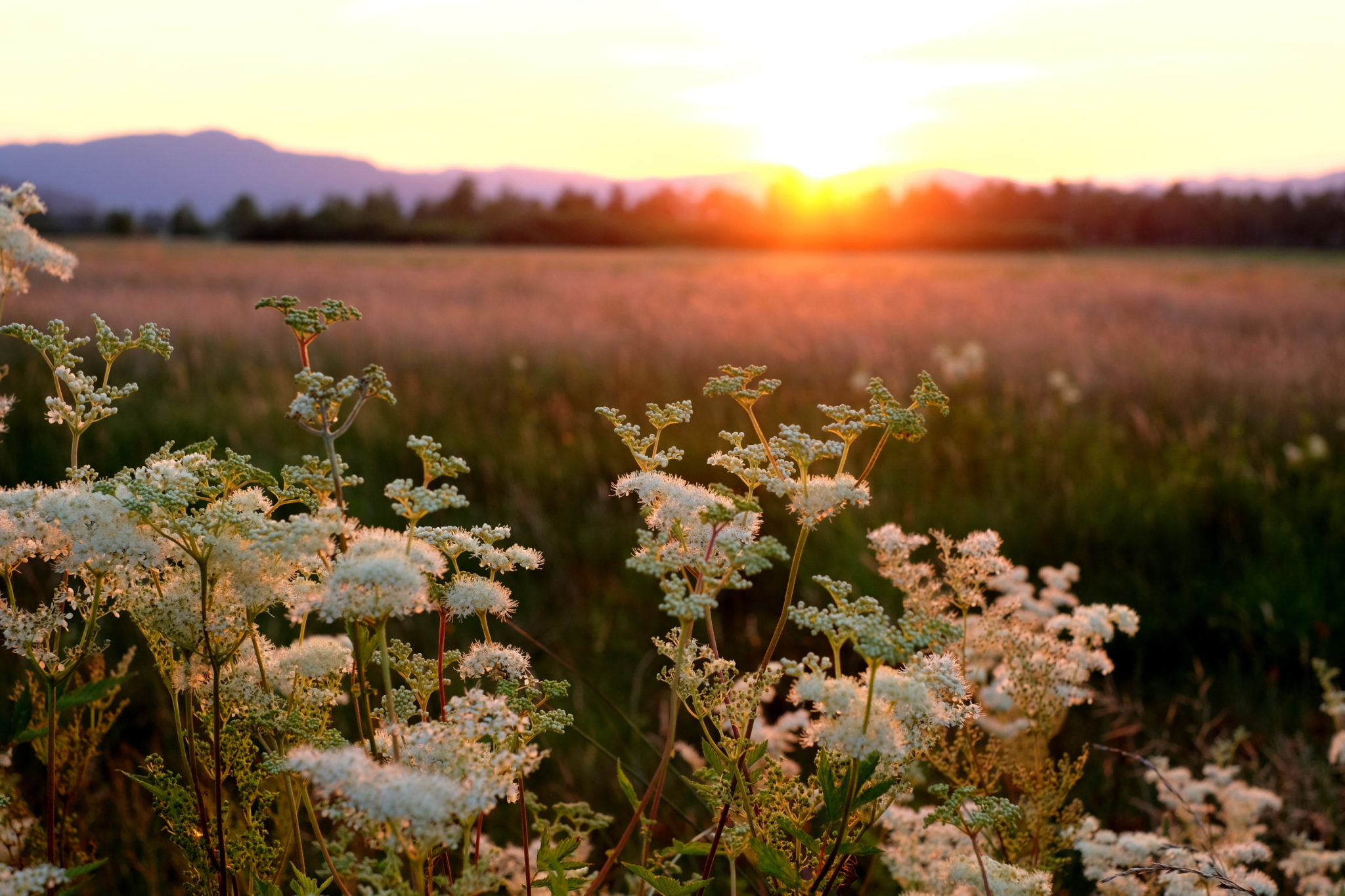 Sunset at the Ljubljana Marshes, summer, flowers