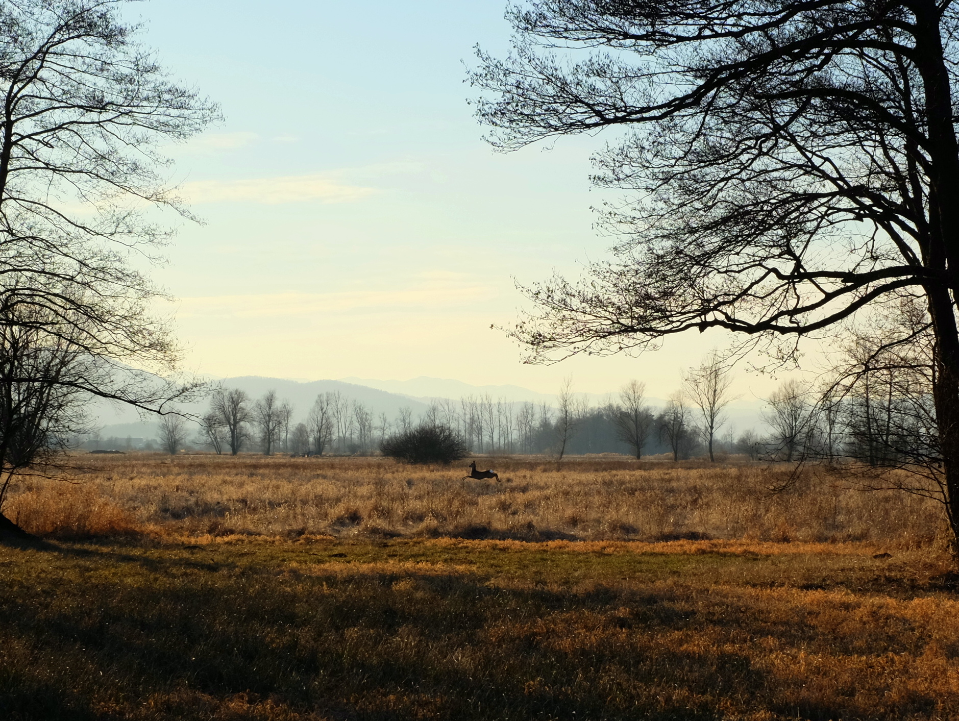 Wildlife at the Ljubljana Marshes, Slovenia