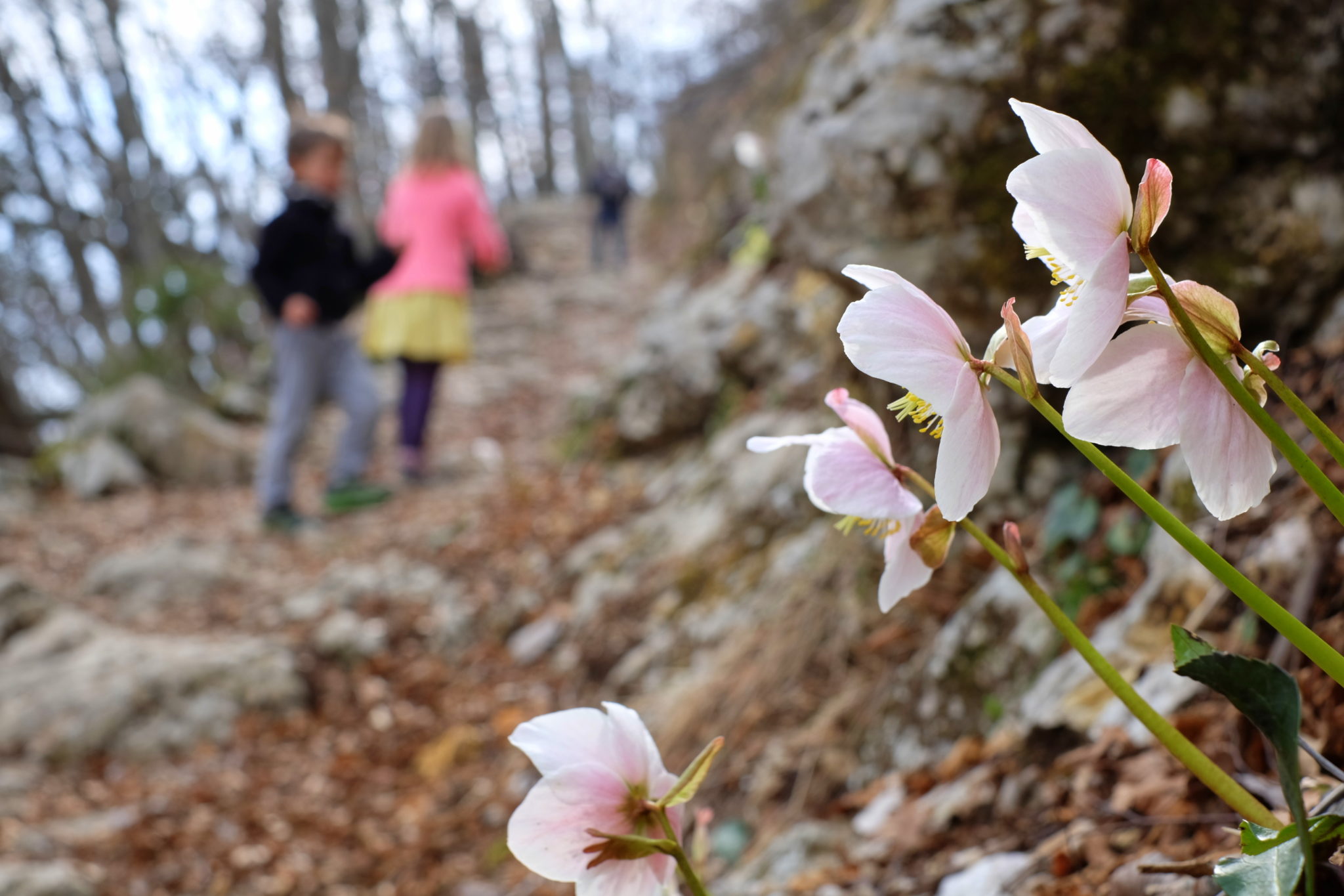 Hiking to Vogar in spring; spring flowers, kids.