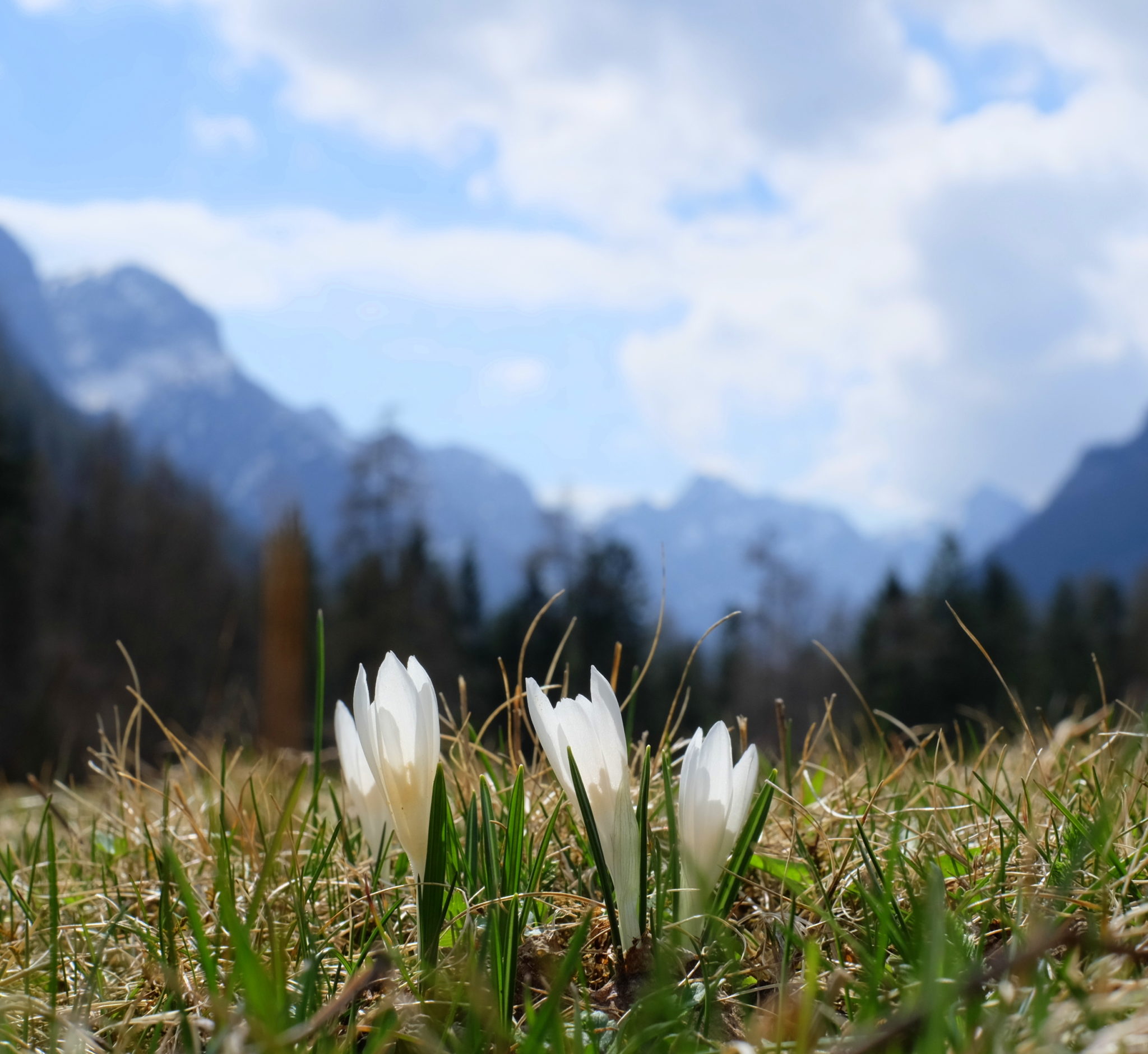 The Radovna Valley in spring with wild flowers