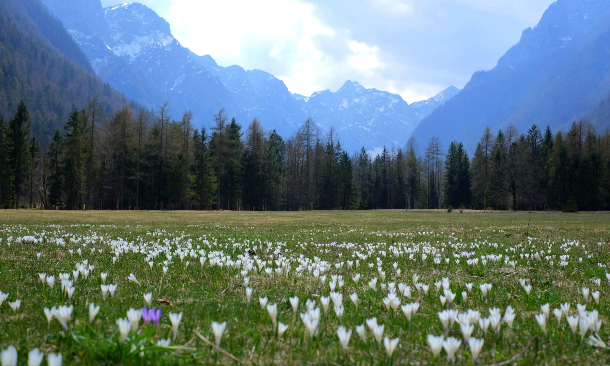 The Radovna Valley in spring with wild flowers