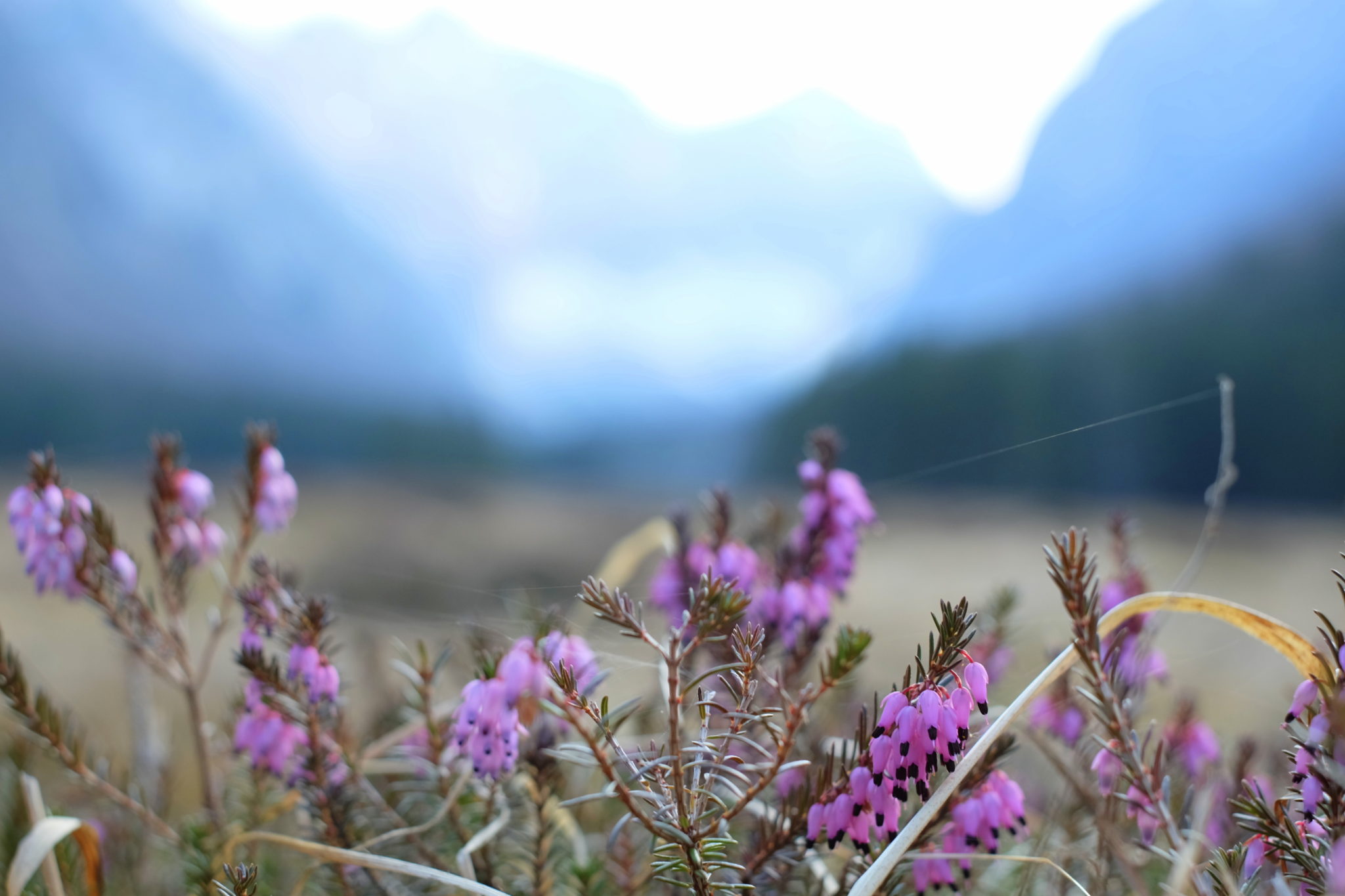 Spring flowers in the Krma Valley, Slovenia.