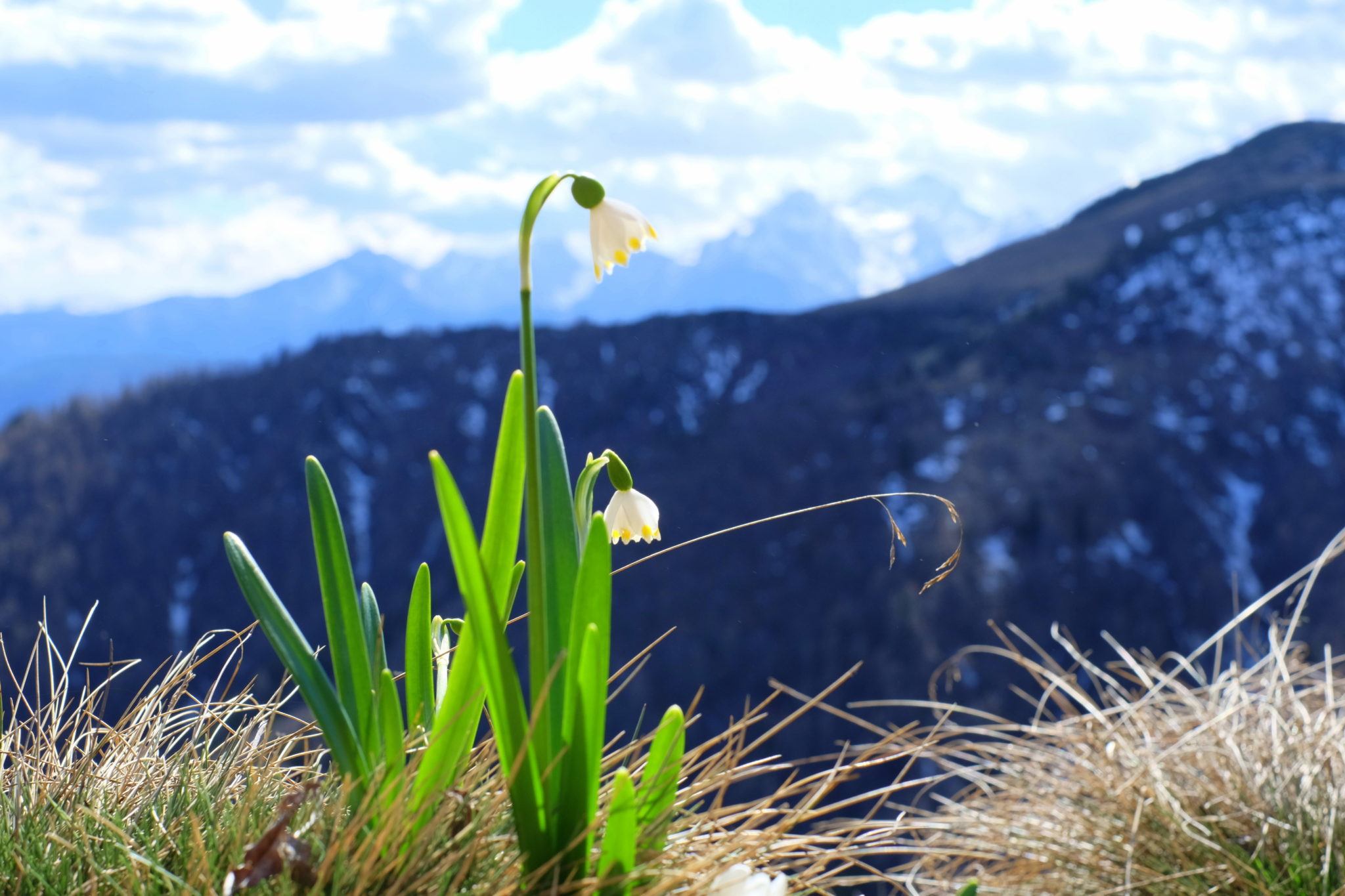 A snowpake in the mountains, Slovenia