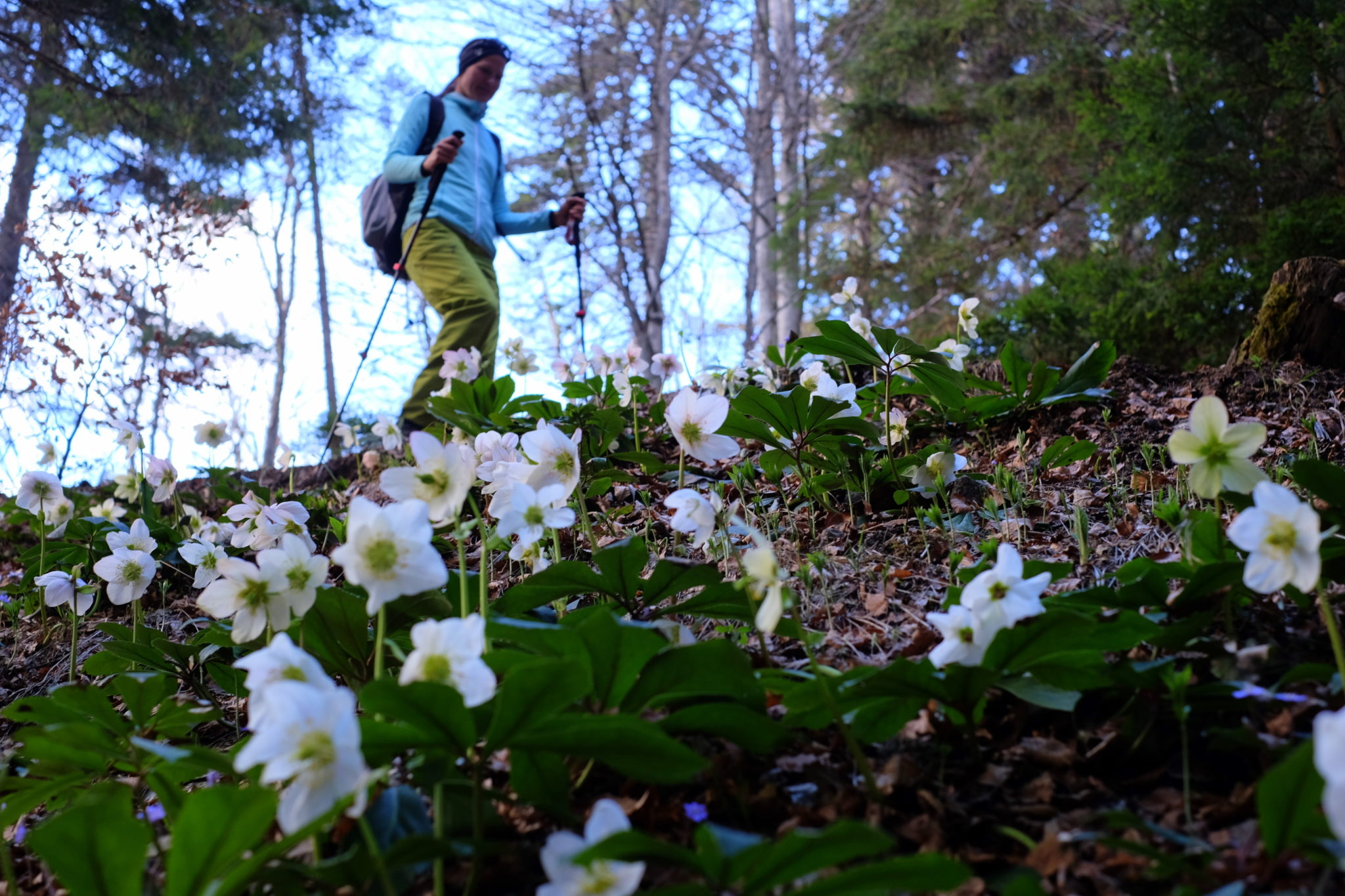 Walking in the forest, hellebores, woman, Golica, Slovenia