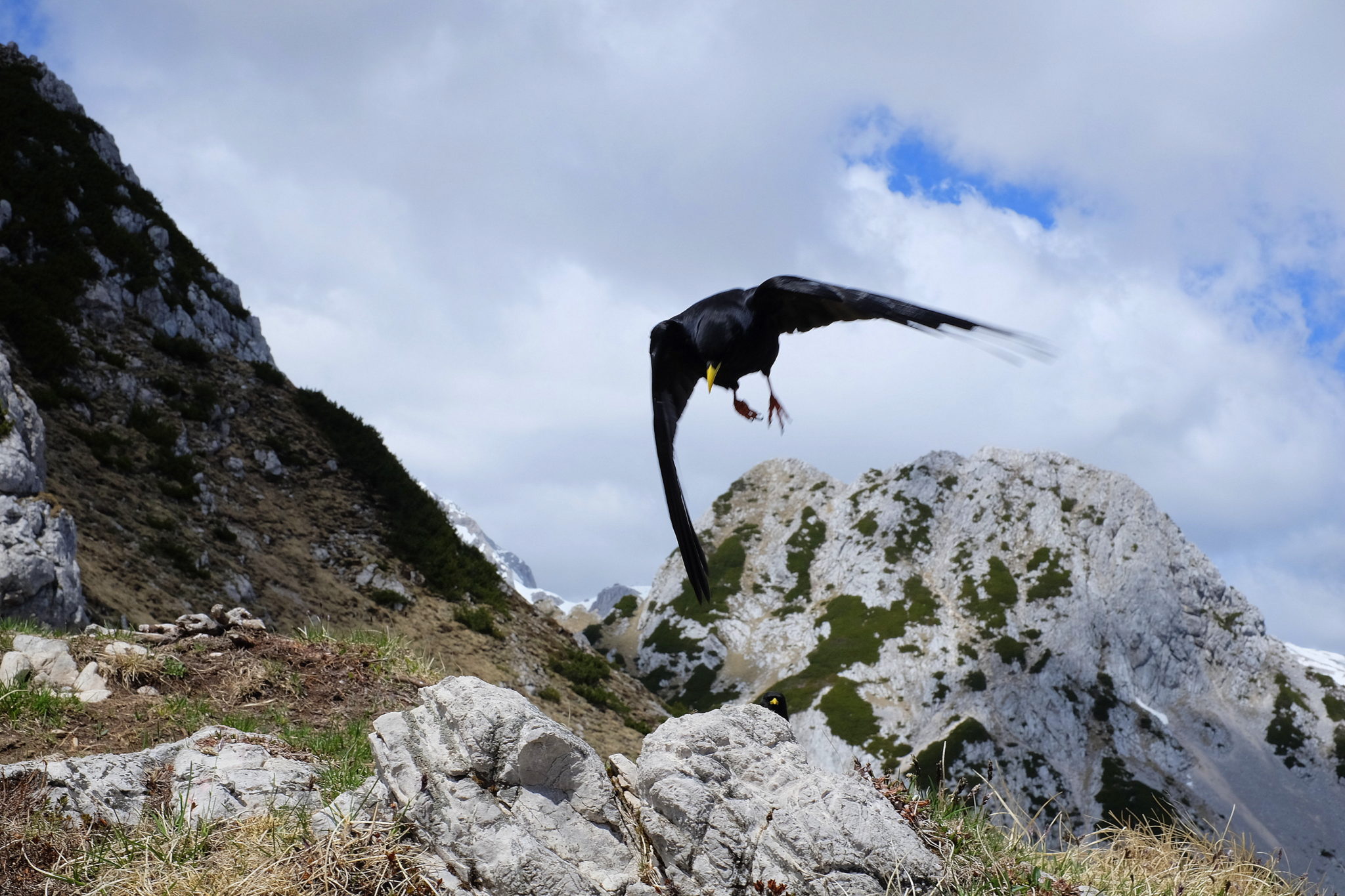 Alpine chough in the mountains