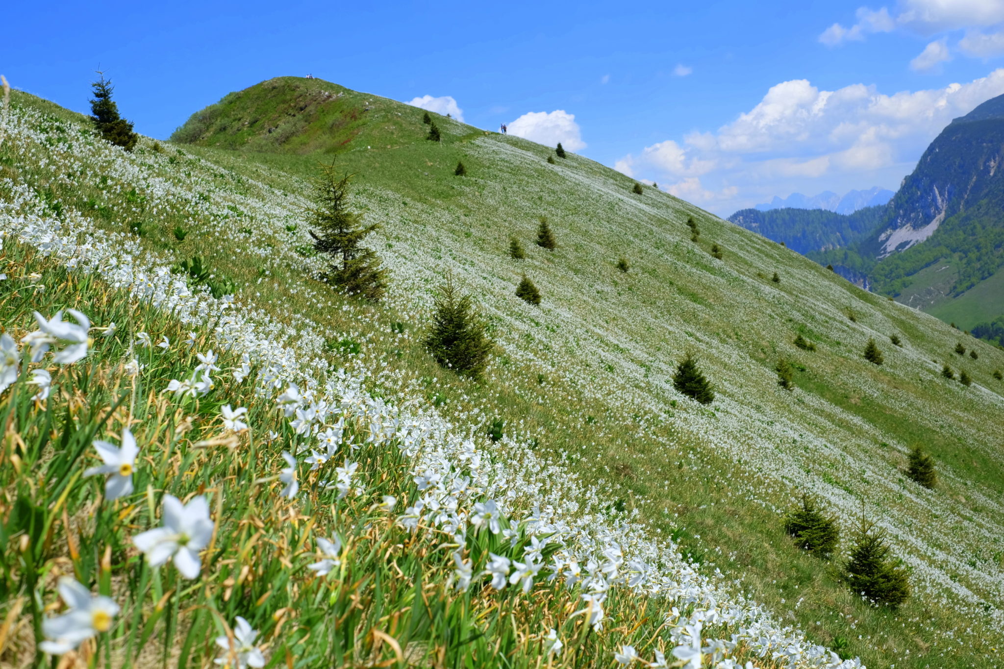 This hike will blow your mind: Golica and endless fields of Narcissi, Exploring Slovenia
