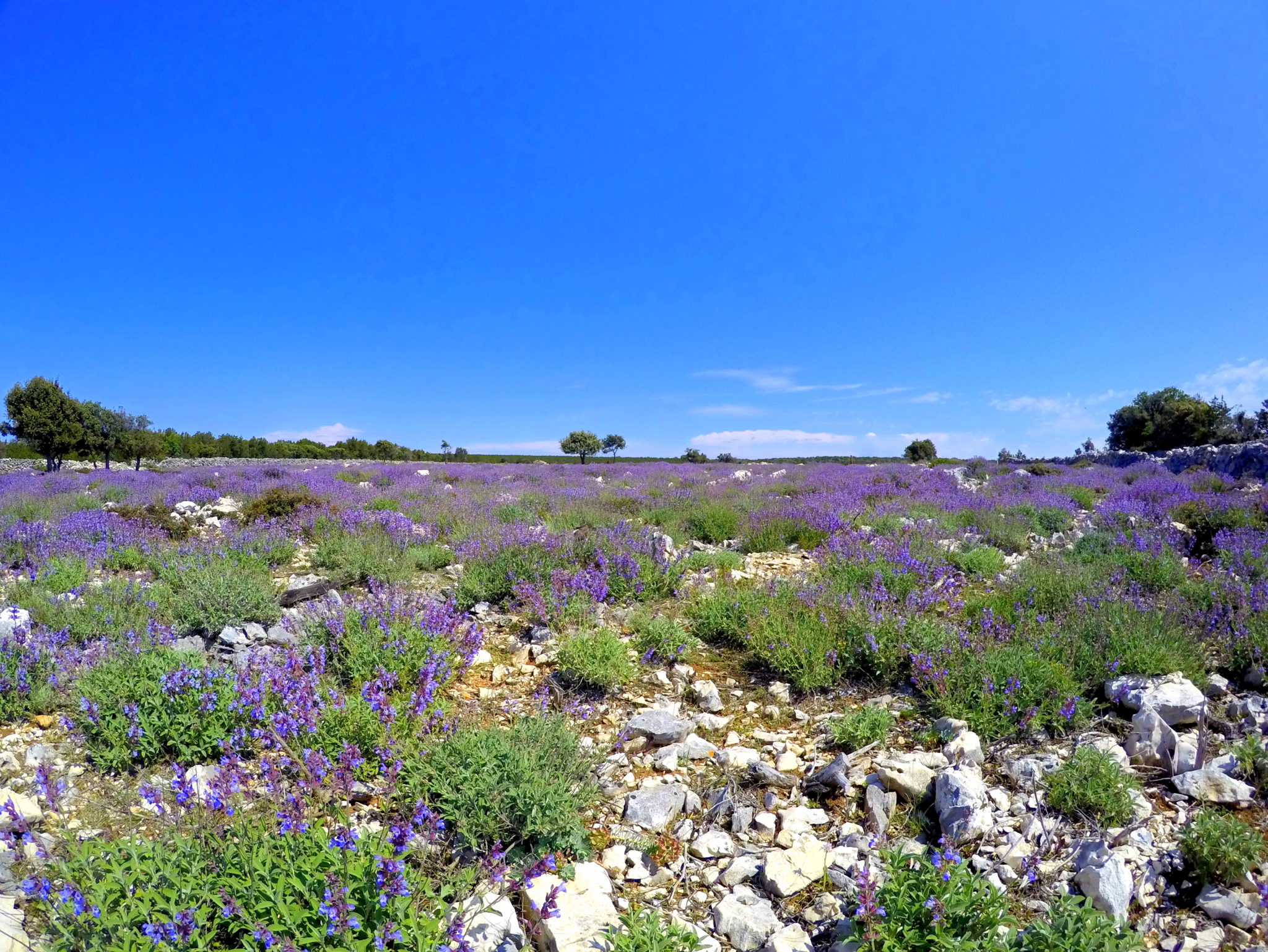 Punta Križa in bloom, sage flowering on Lošinj