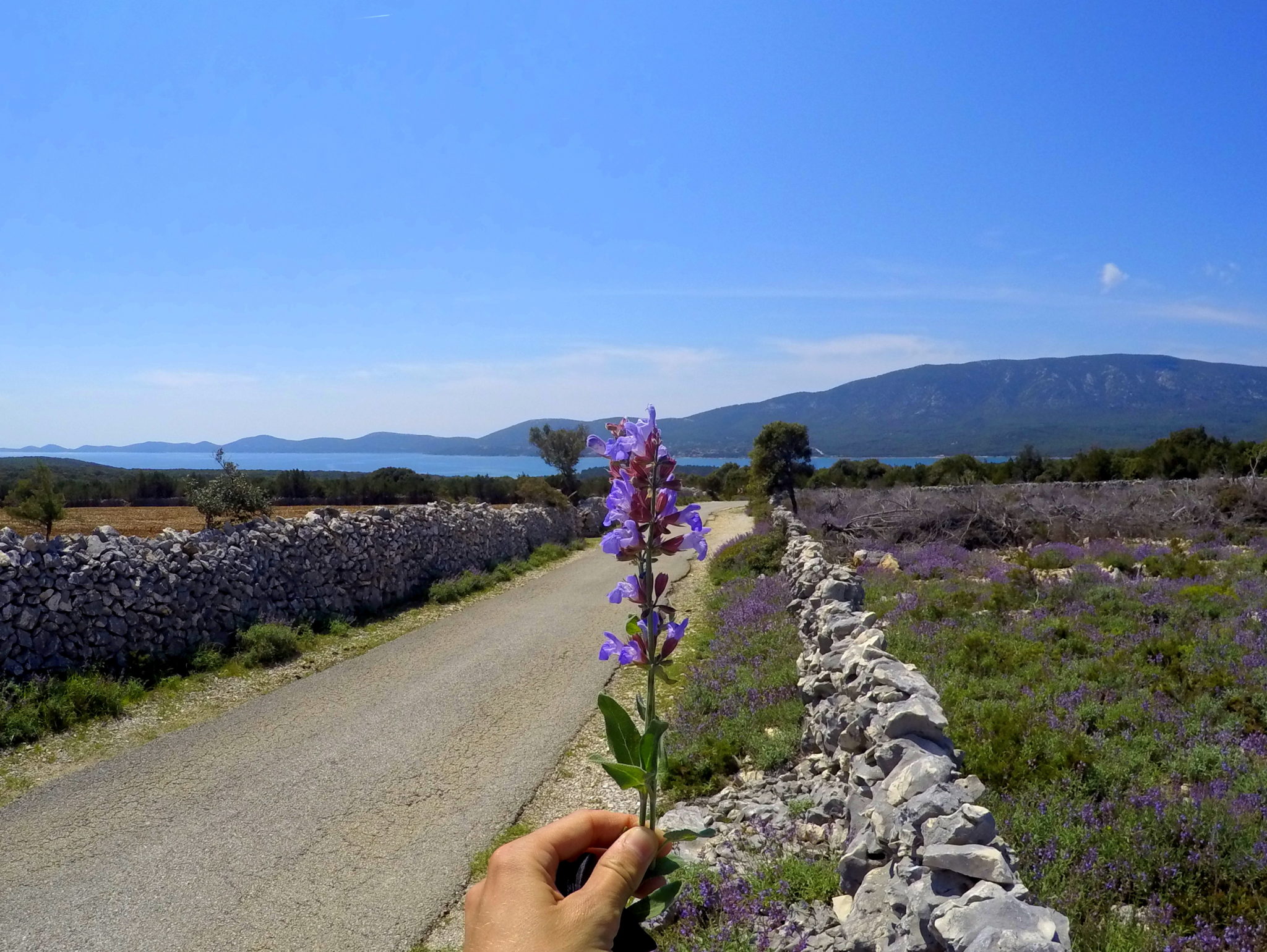 Punta Križa in bloom, sage flowering on Lošinj