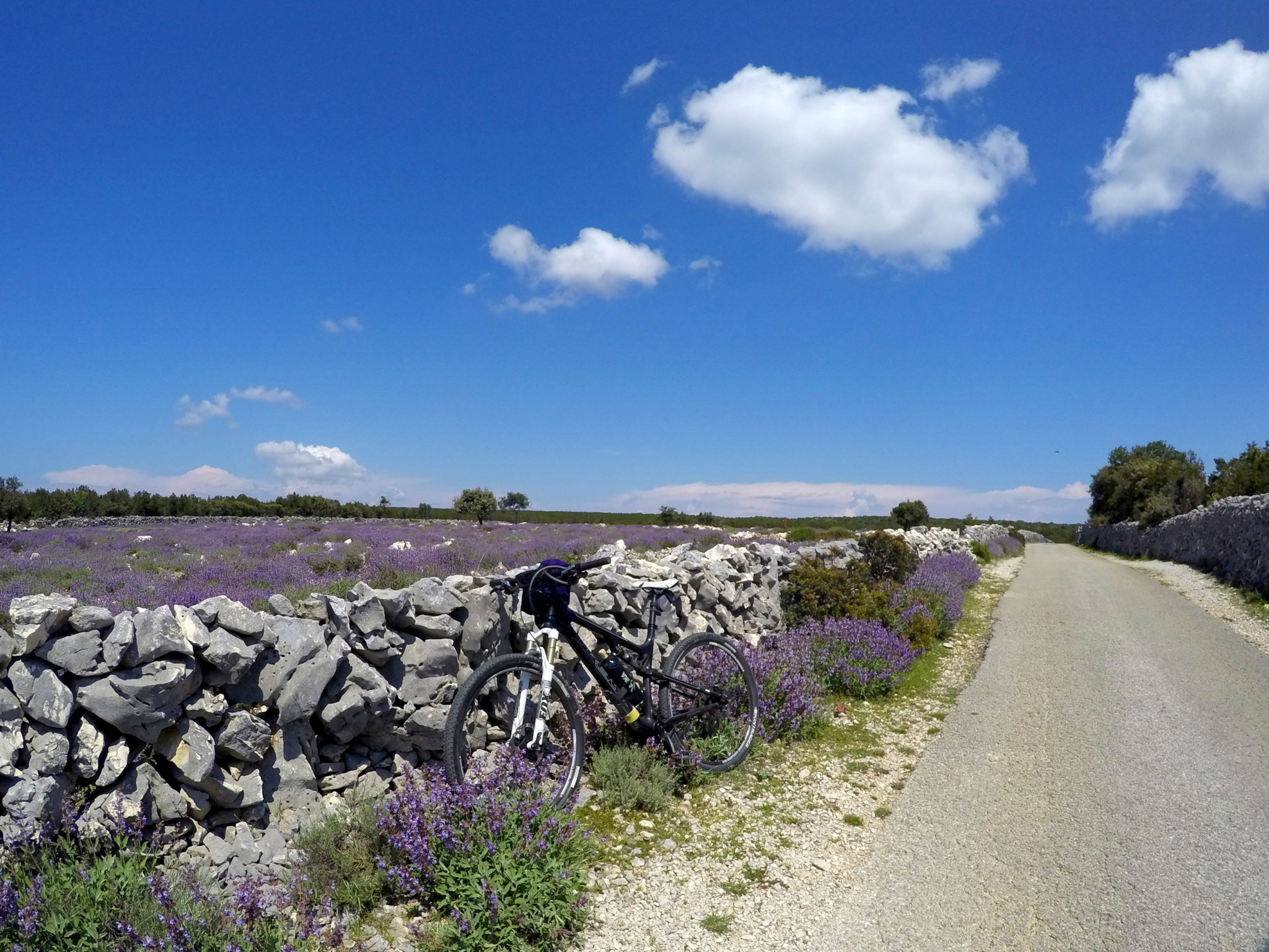 Punta Križa in bloom, sage flowering on Lošinj