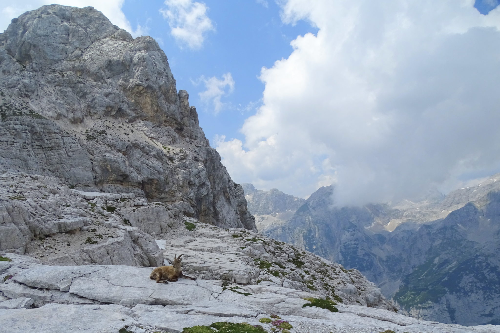 A chamois in Julian Alps, Triglav National Park