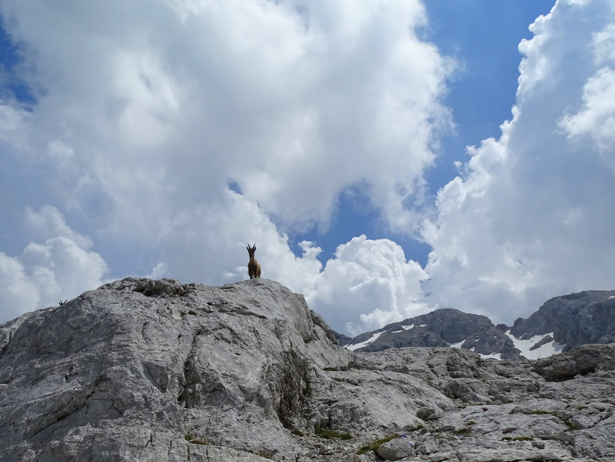 A chamois in Julian Alps, Triglav National Park