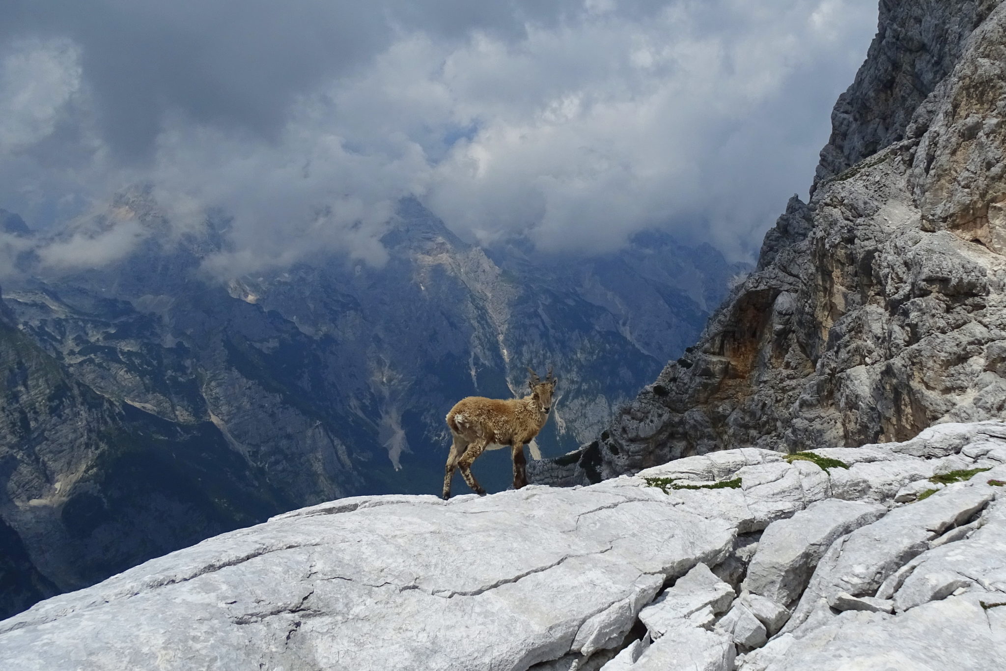 A chamois in Julian Alps, Triglav National Park