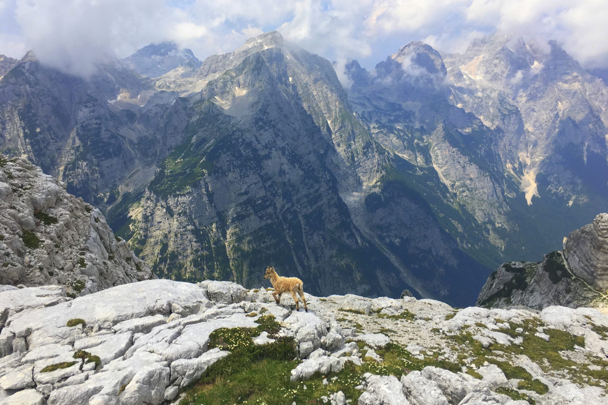 A young chamois in Julian Alps, Triglav National Park