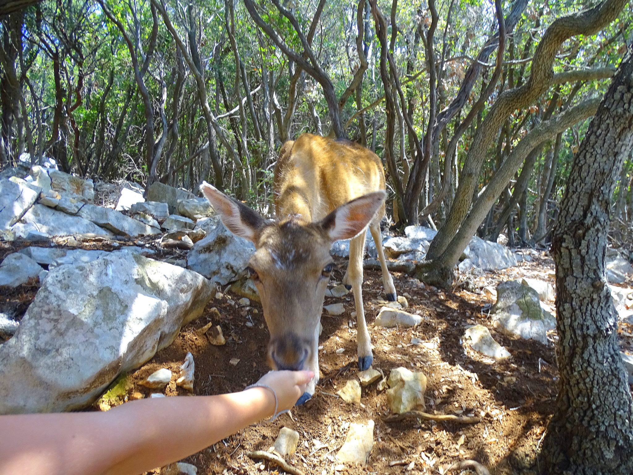 Deer taking food from a hand