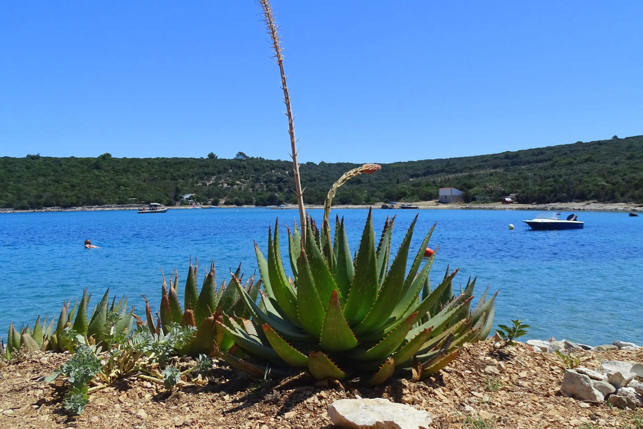 Uvala Liski, Lošinj, Croatia