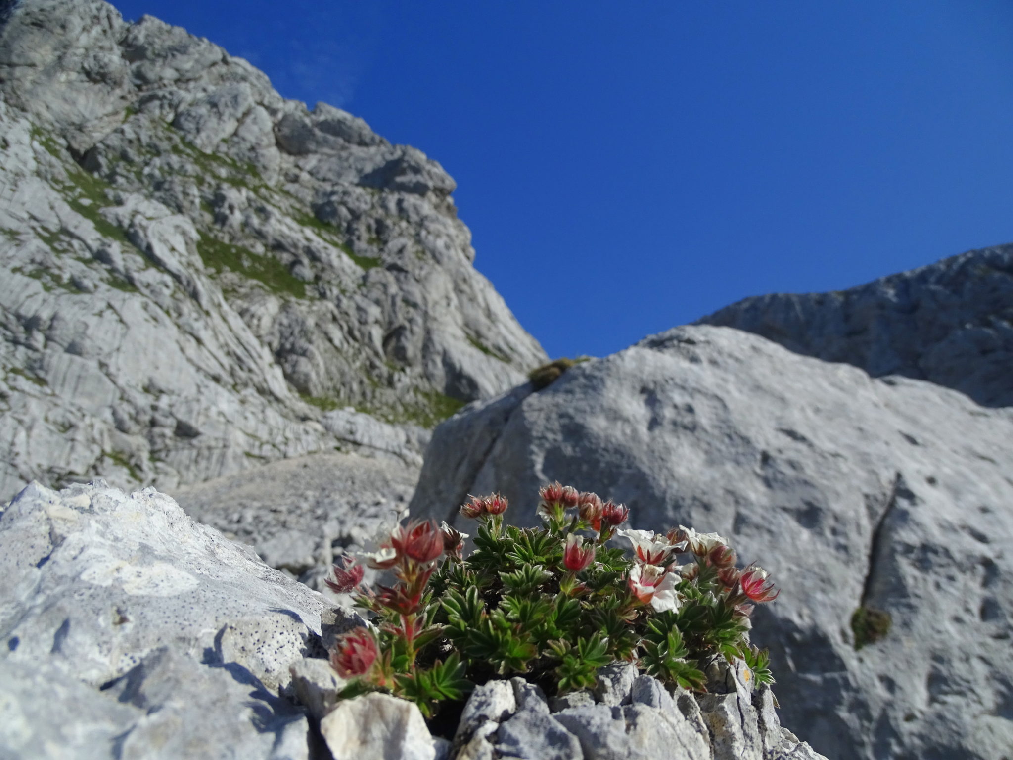 Summer is the time when wild flowers finally bloom in high mountains and to be exact, Grintovec is in full bloom right now. 