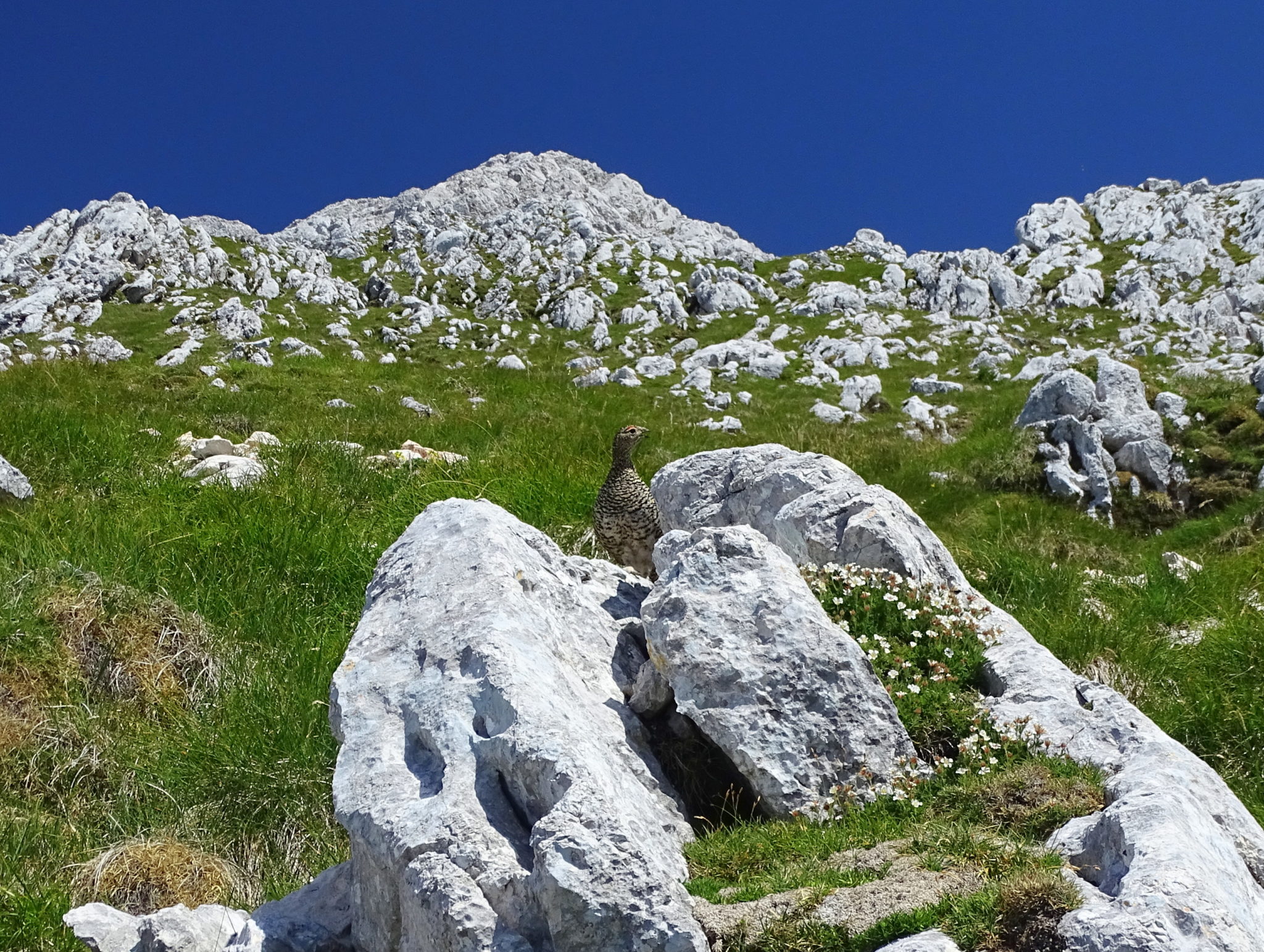 A bird in high mountains