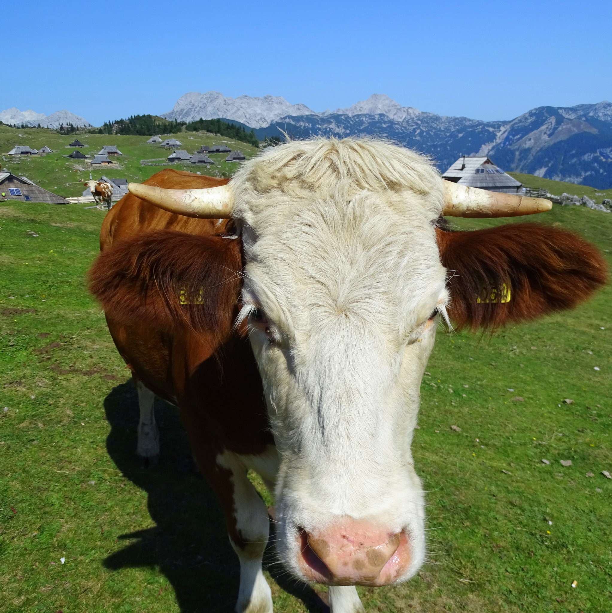 A happy cow on Velika Planina