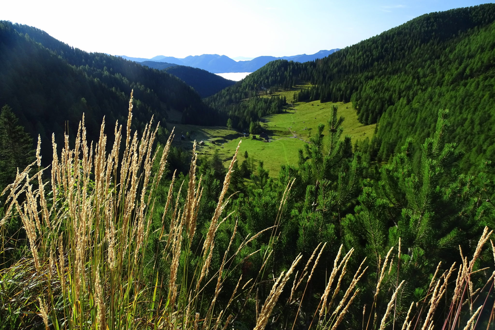 Konjščica Plateau, Pokljuka