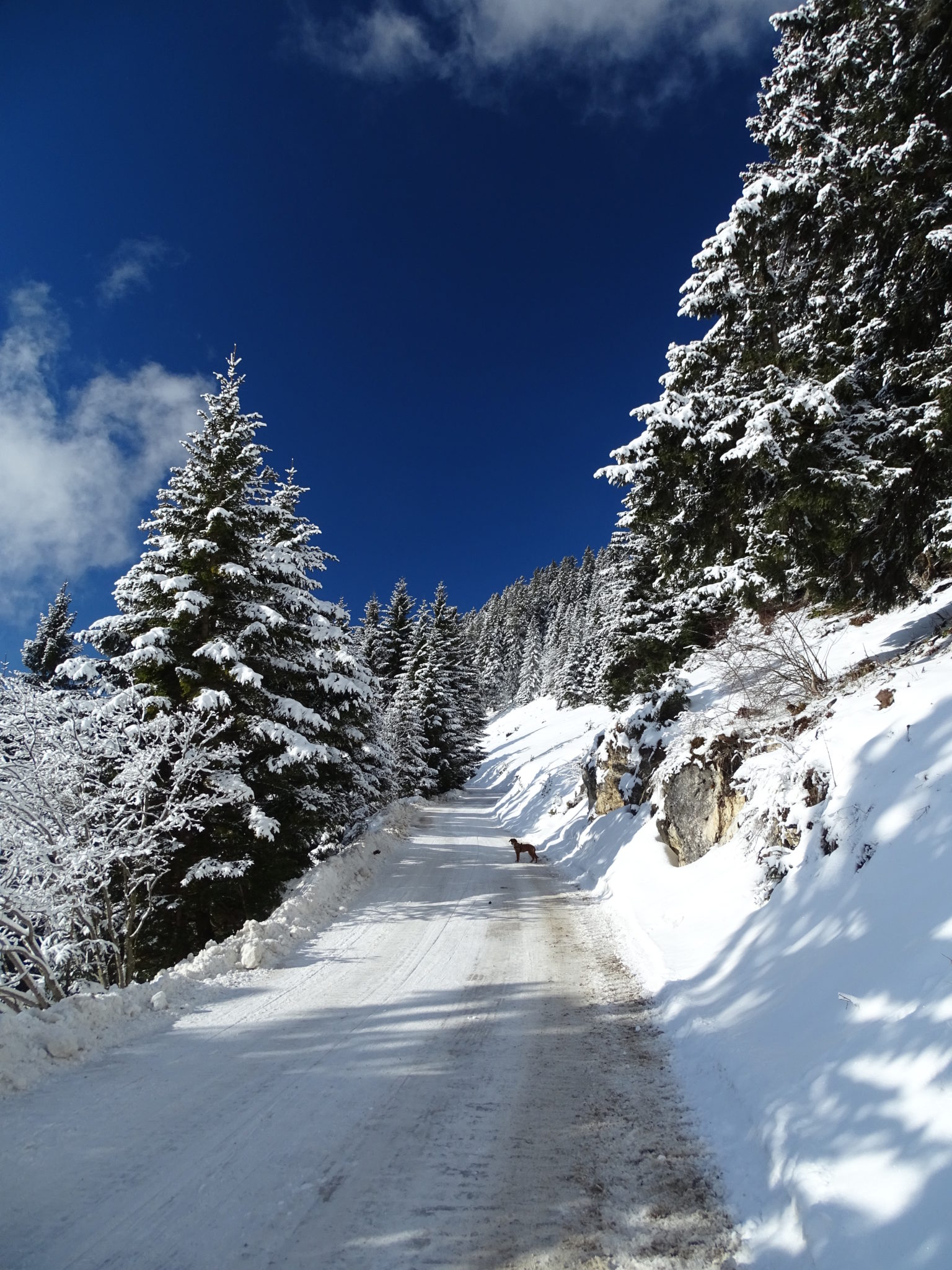 On the road from the Krvavec Ski Resort to Kriška Planina, Slovenia