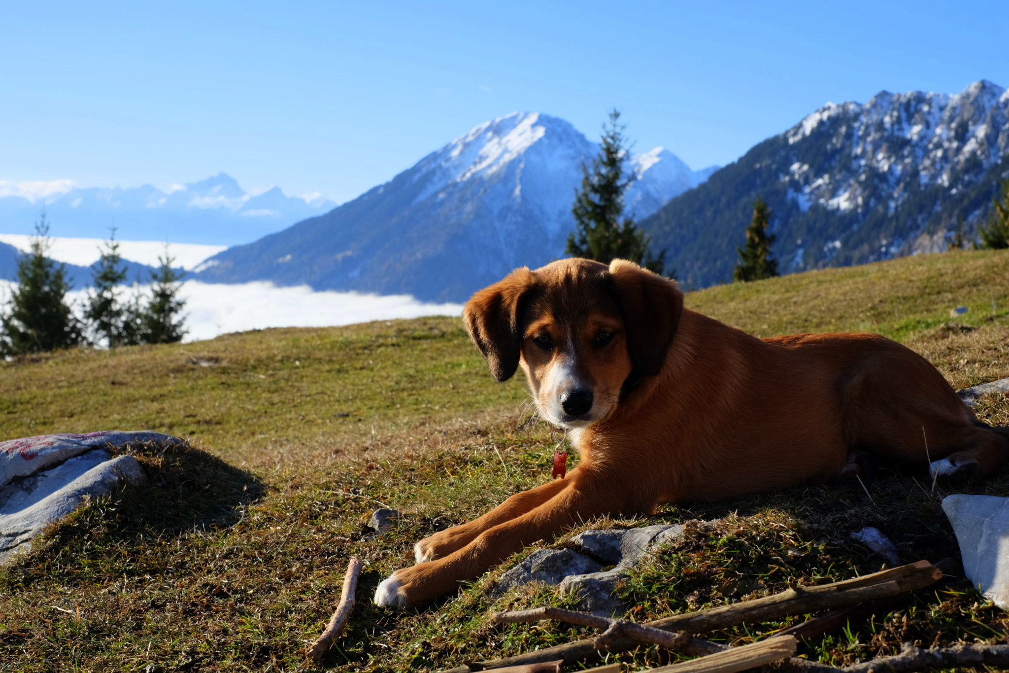 A puppy in the mountains, Kofce, the Karawanks, Slovenia