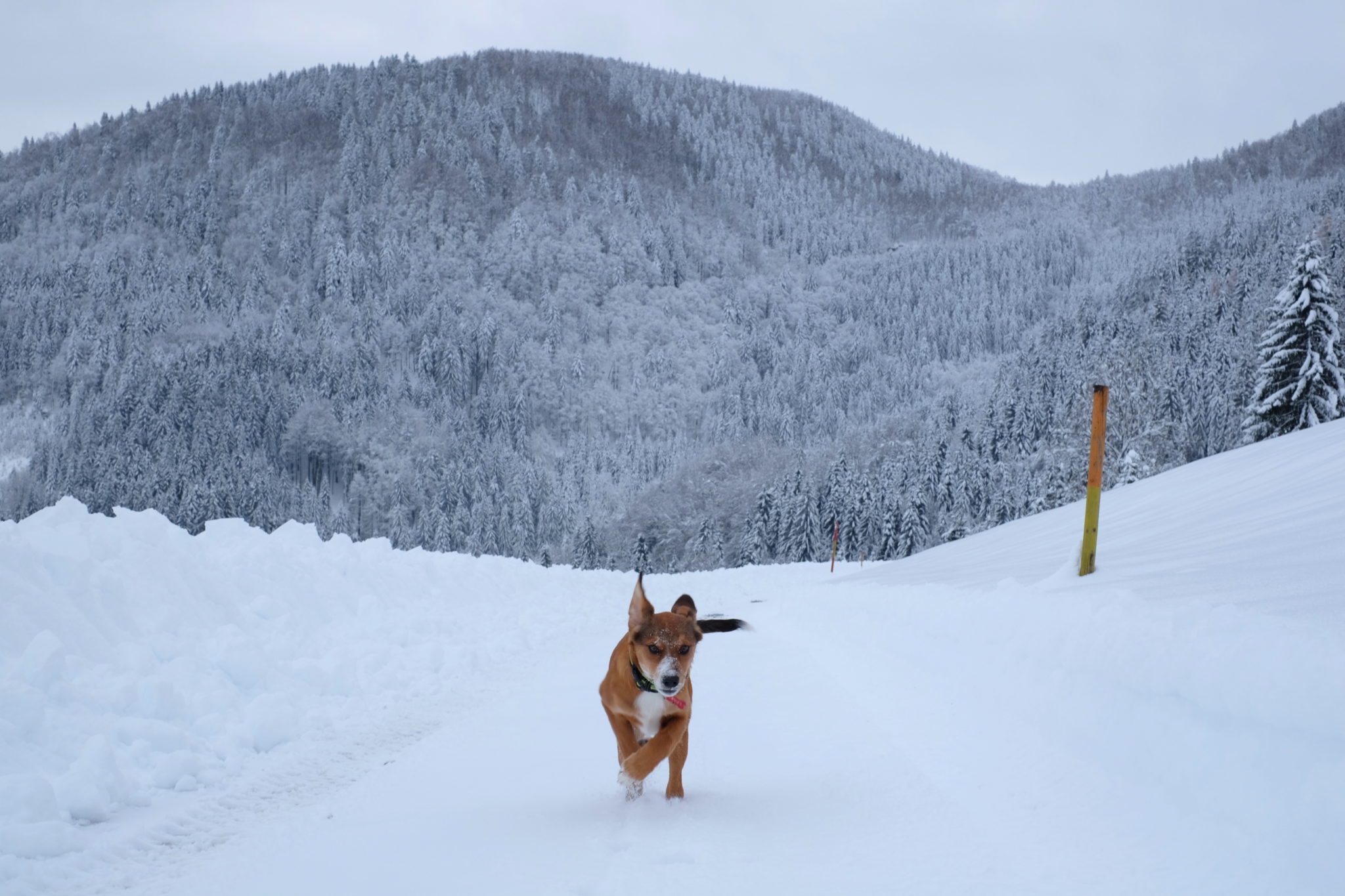 A puppy having fun in the mountains, Slovenia, Škofja Loka