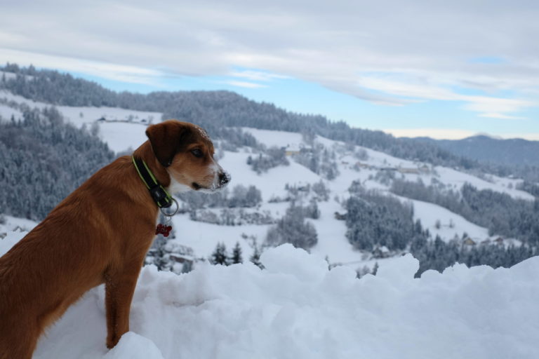 A puppy enjoying the outdoors in winter