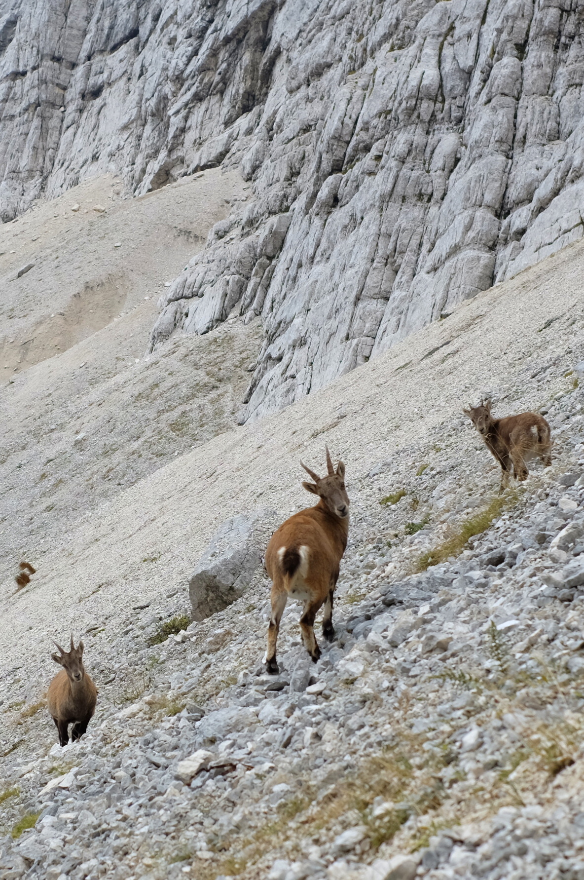 Chamois in Julian Alps, Slovenia