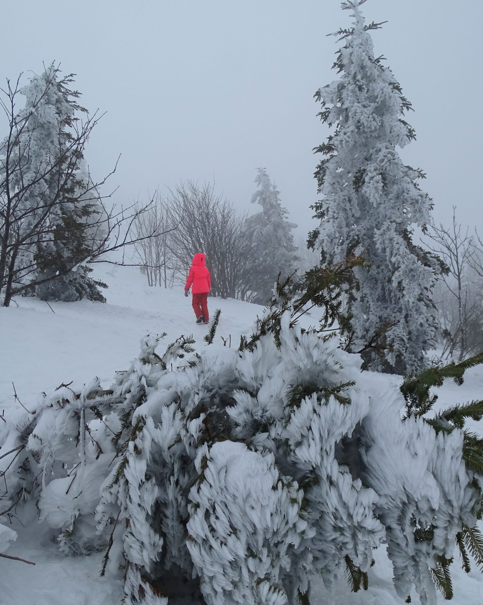 Frozen trees on the way to Snežnik, Slovenia, winter