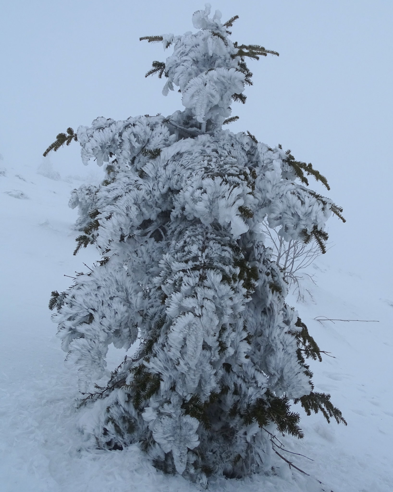 A frozen tree on the way to Snežnik, Slovenia, winter